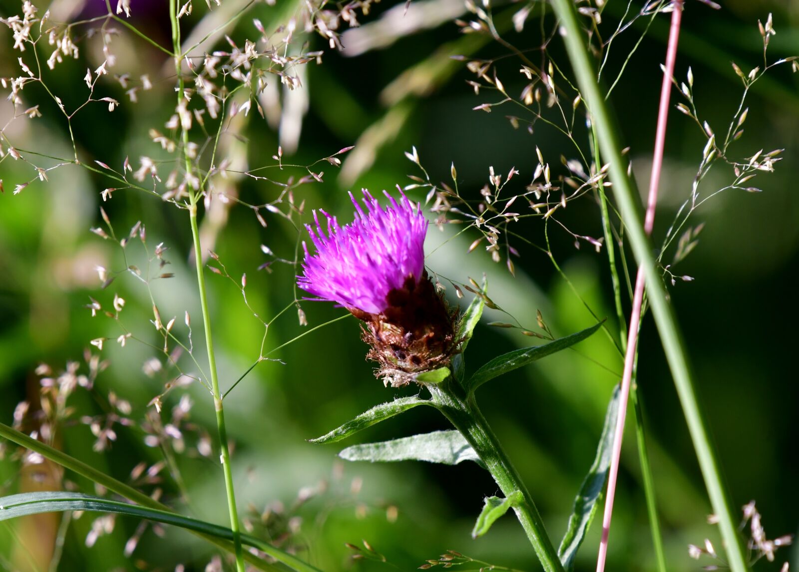 Nikon D500 sample photo. Thistle, plant, flower photography