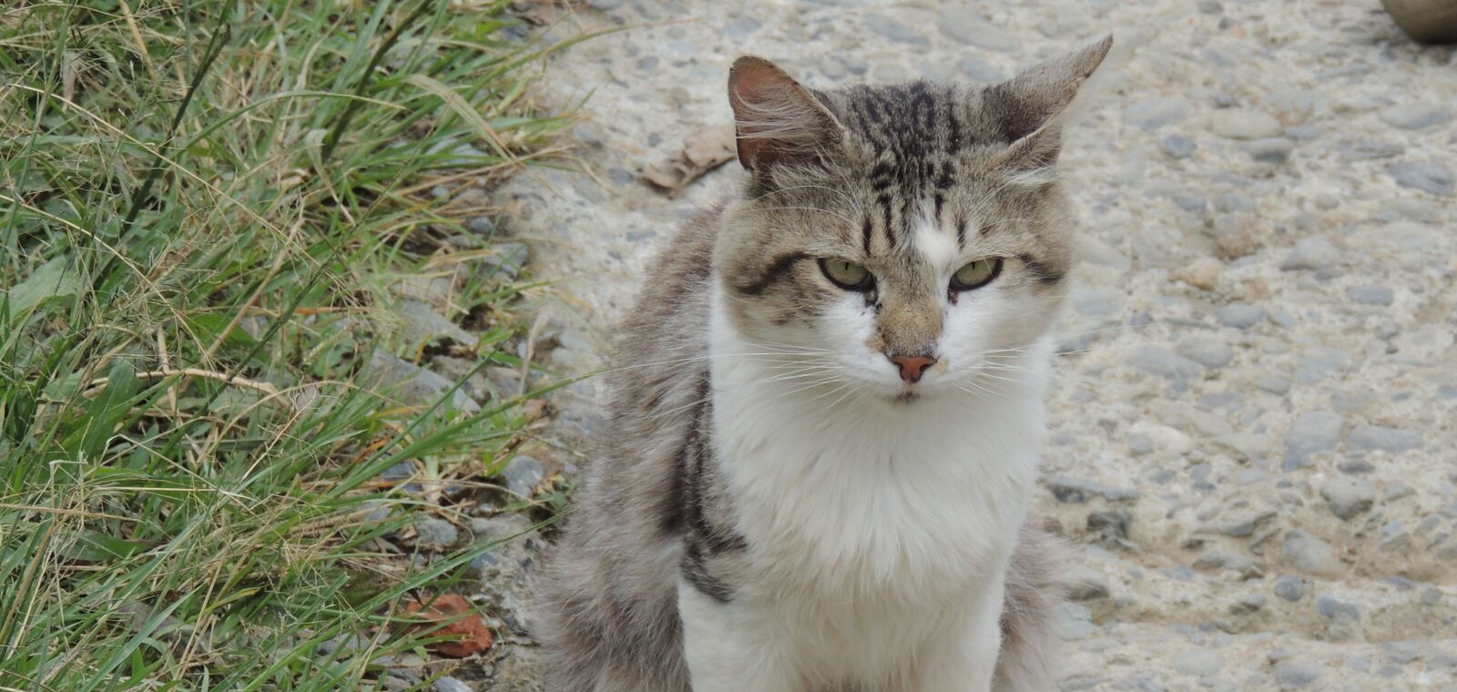 Nikon Coolpix P510 sample photo. Domestic animal, cat, feline photography