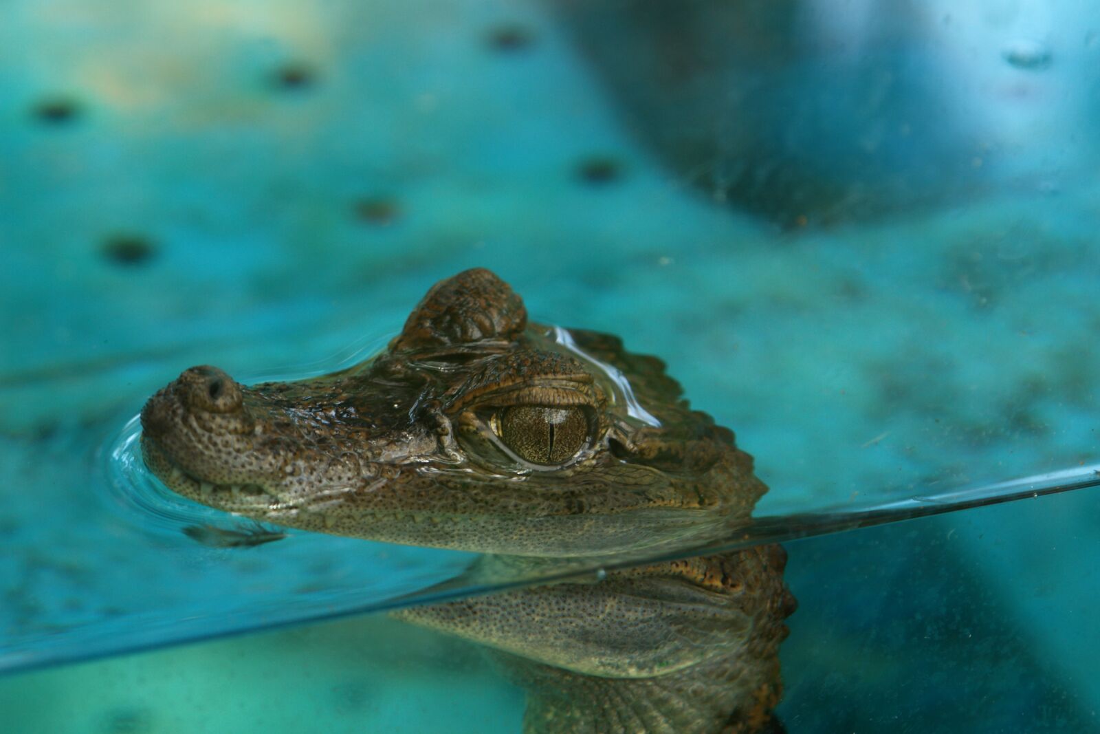 Sony DSC-R1 sample photo. Crocodile, cub crocodile, aquarium photography