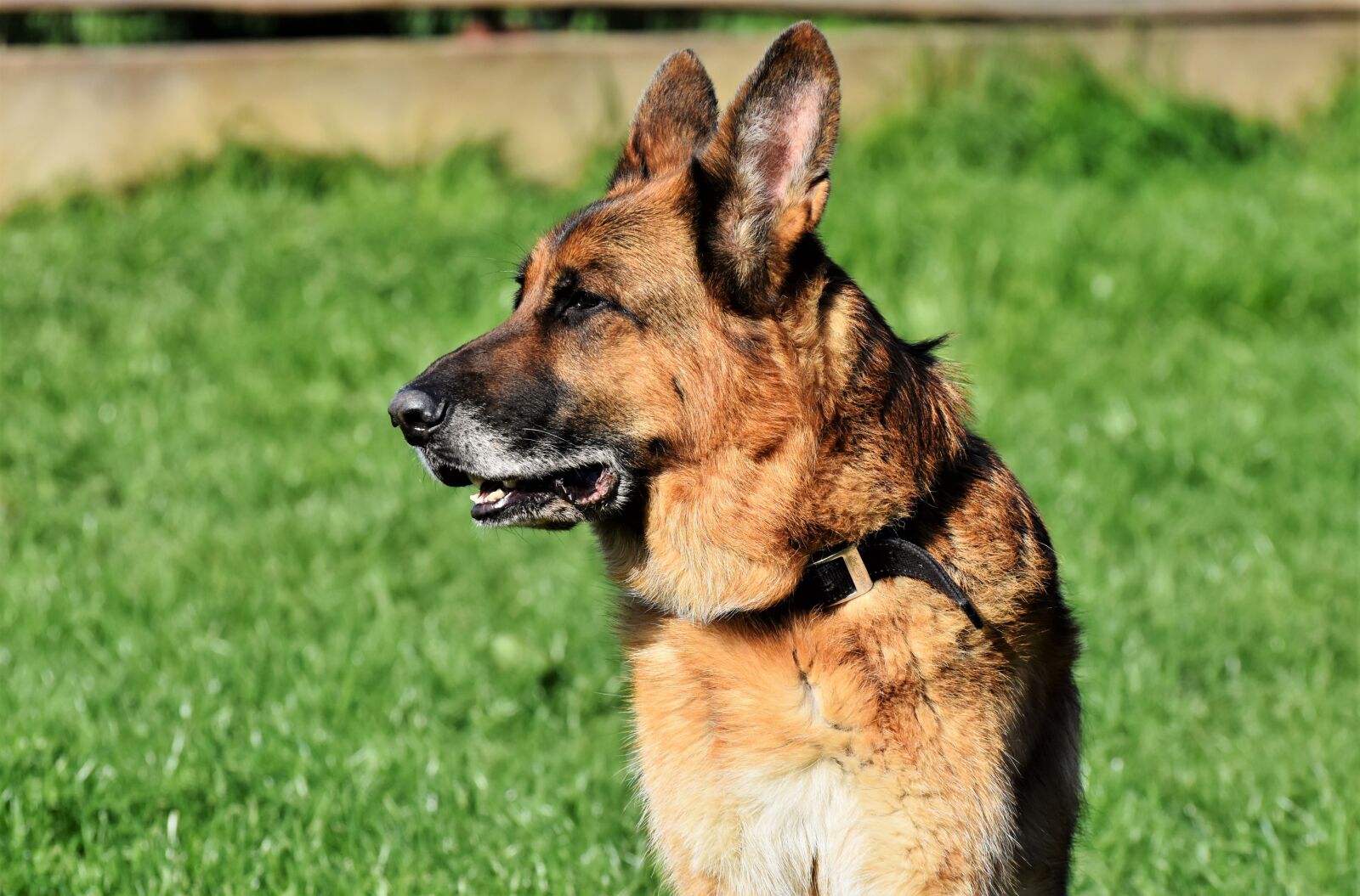 Nikon D7200 sample photo. Sch fer dog, german photography