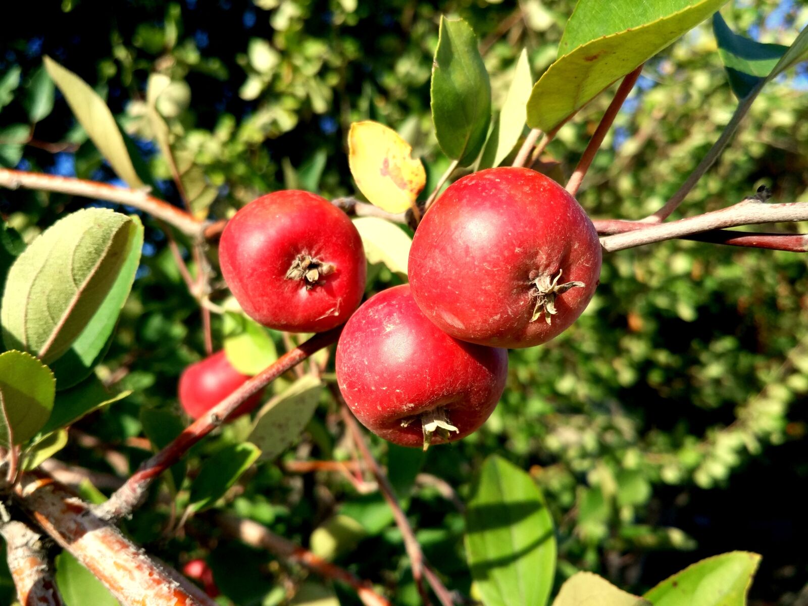 Xiaomi Mi-4c sample photo. Hawthorn, wild fruits, tree photography