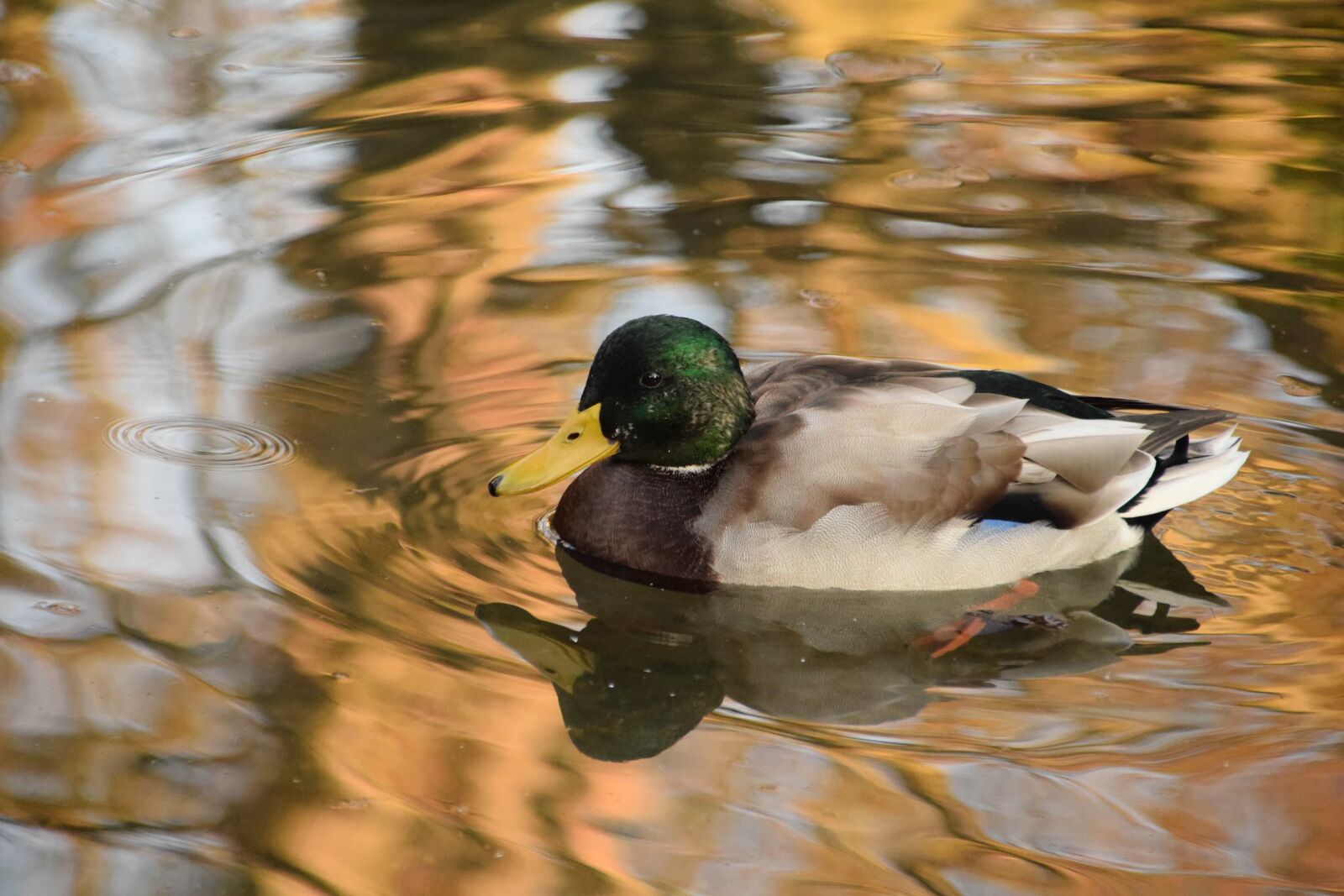 Nikon D3300 sample photo. Mallard, waterfowl, poultry, bird photography