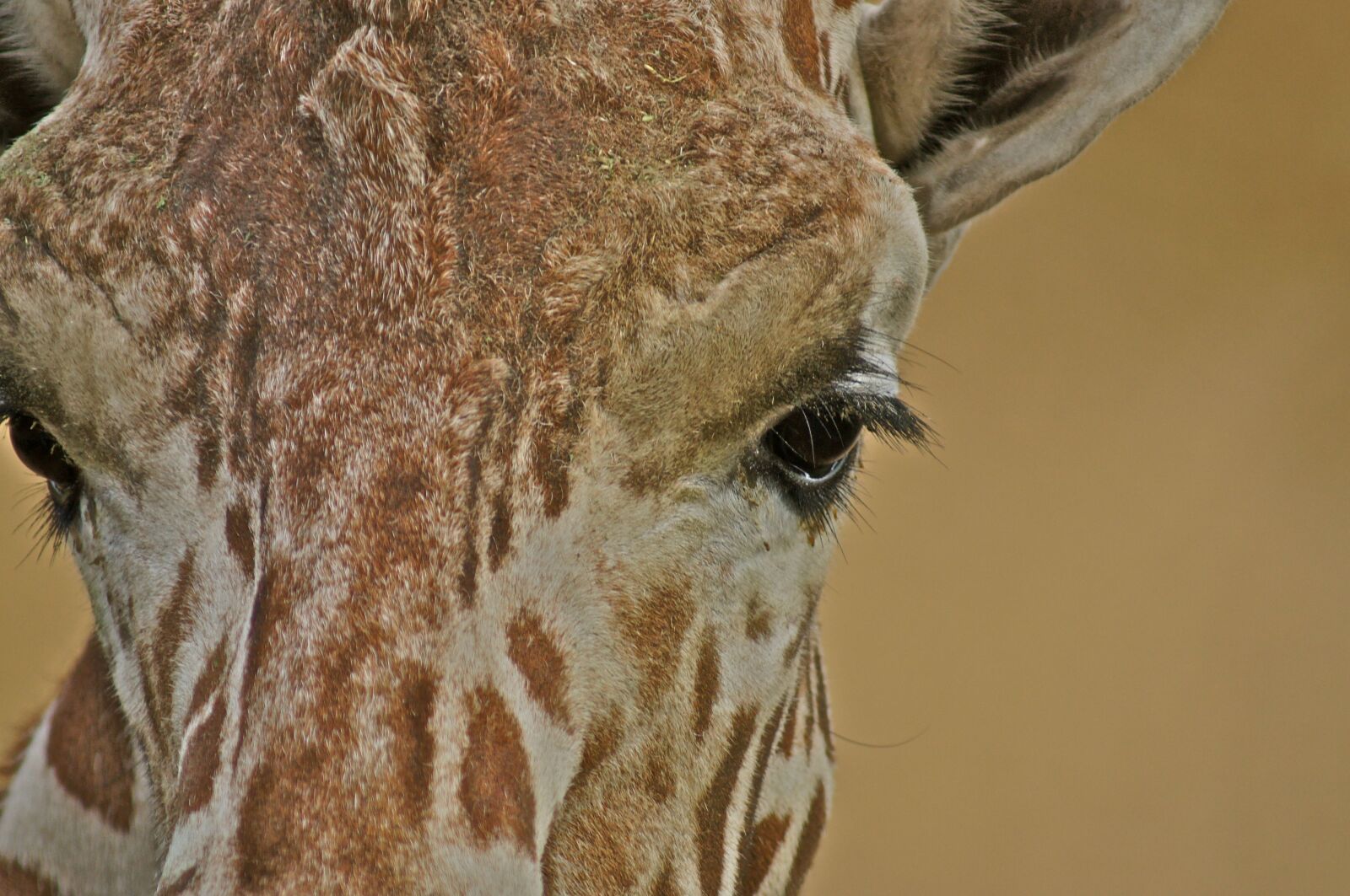 Sony SLT-A35 sample photo. Giraffe, zoo, animal photography