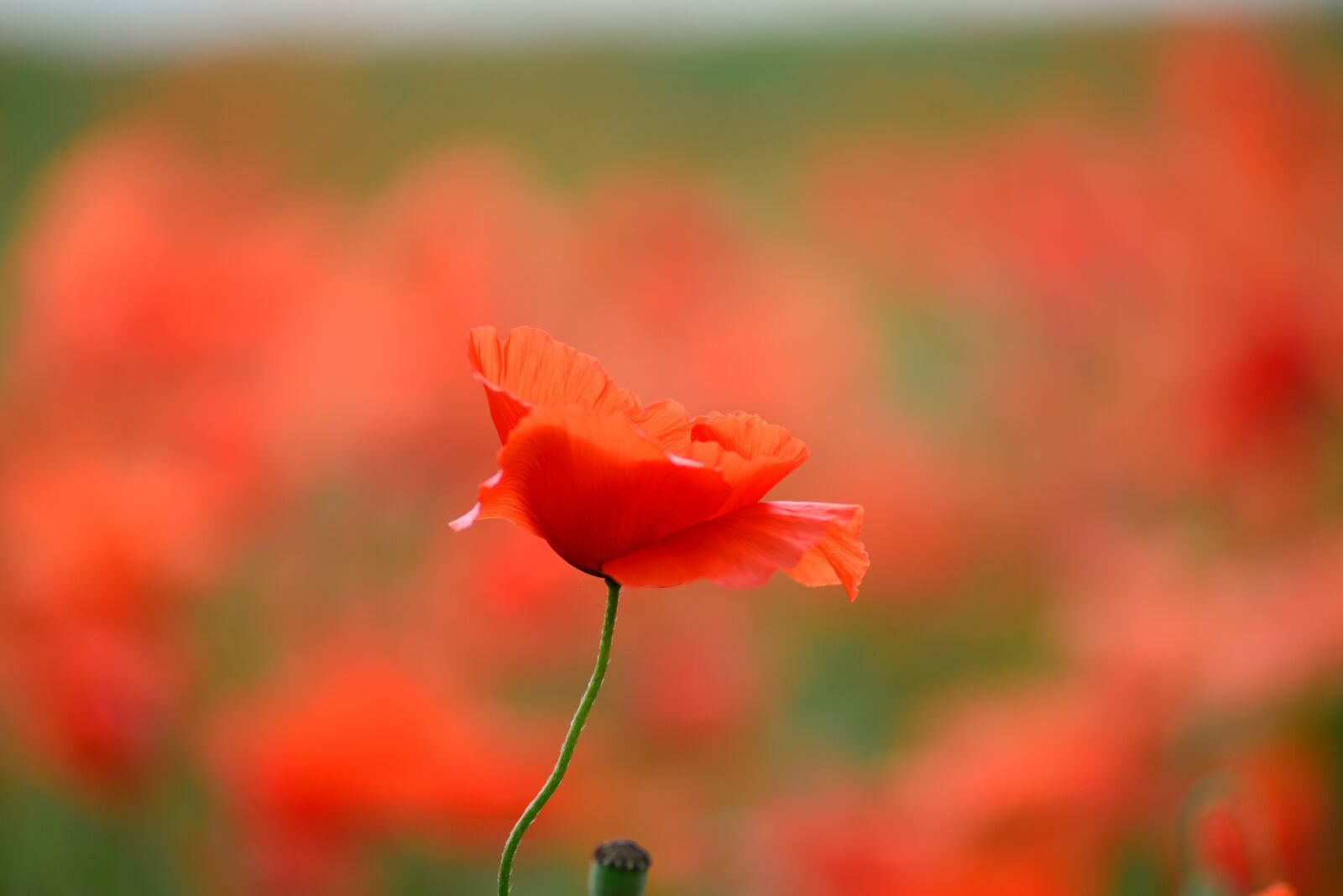 Nikon D610 sample photo. Poppy, klatschmohn, field of photography