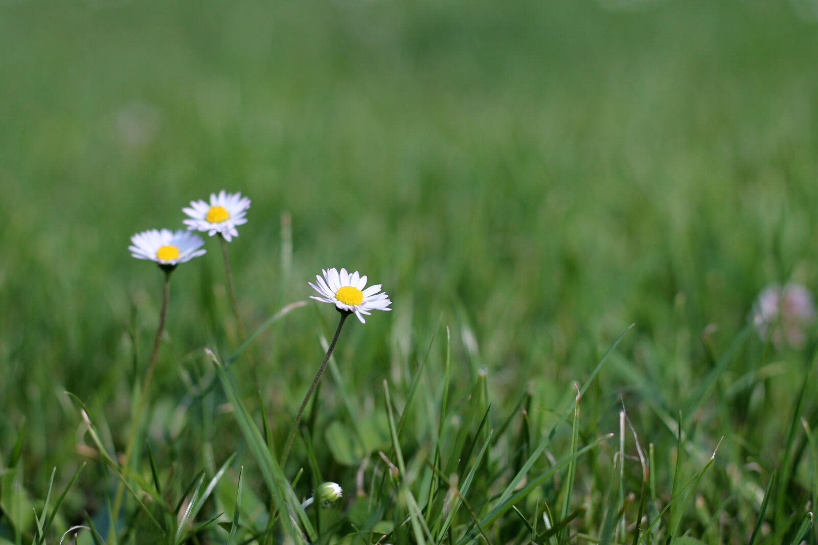 Canon EOS 1100D (EOS Rebel T3 / EOS Kiss X50) + Canon EF 50mm F1.8 II sample photo. Daisy, daisies, lawn photography