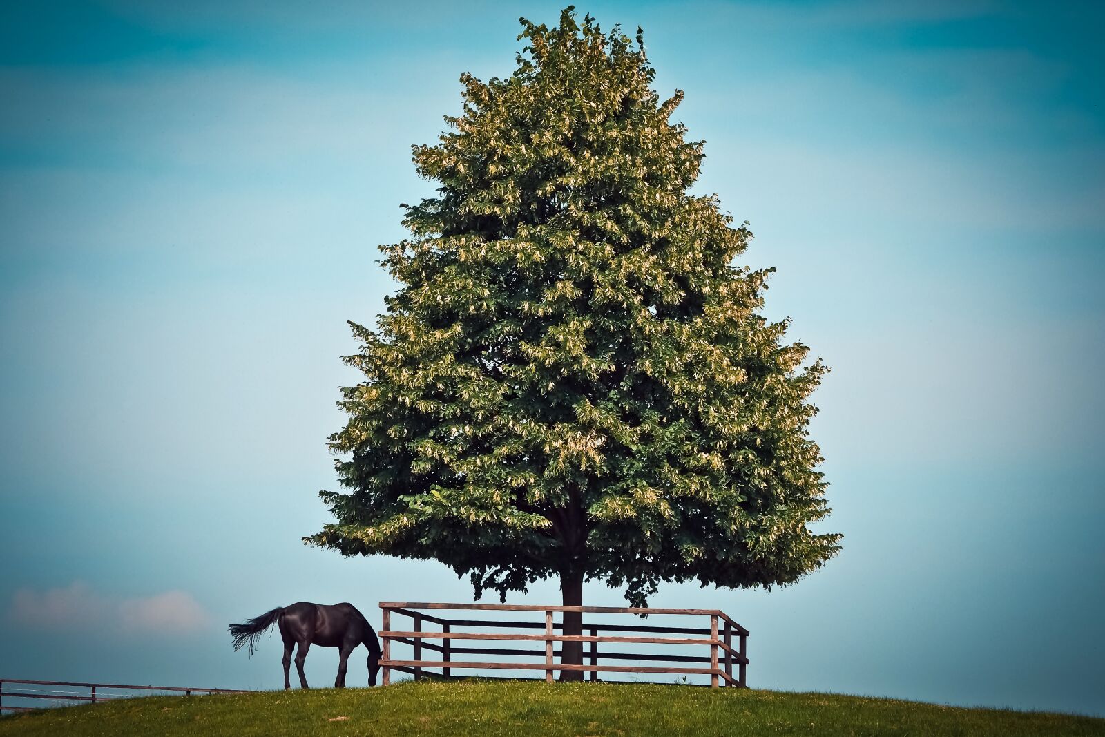 Olympus OM-D E-M10 sample photo. Landscape, tree, nature photography