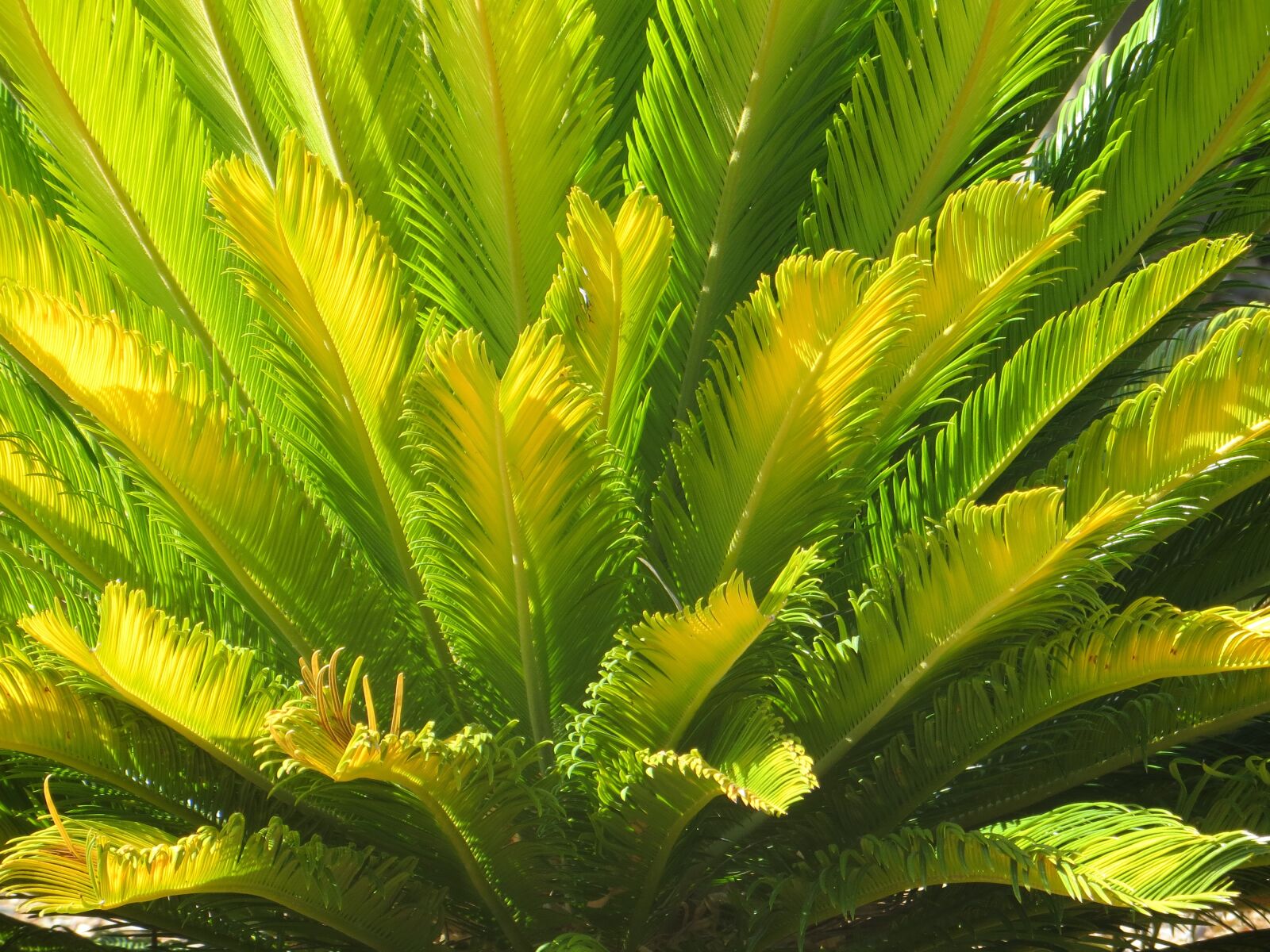Canon PowerShot SX260 HS sample photo. Palm, plant, desert photography
