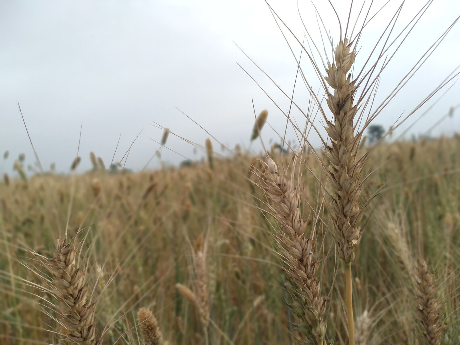HUAWEI BKK-LX2 sample photo. Wheat, crop, wheat crop photography