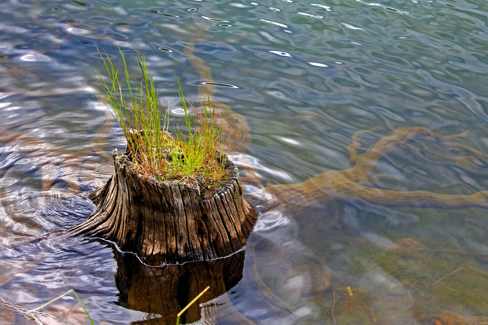 Canon EOS 1100D (EOS Rebel T3 / EOS Kiss X50) sample photo. Stump, stump in water photography
