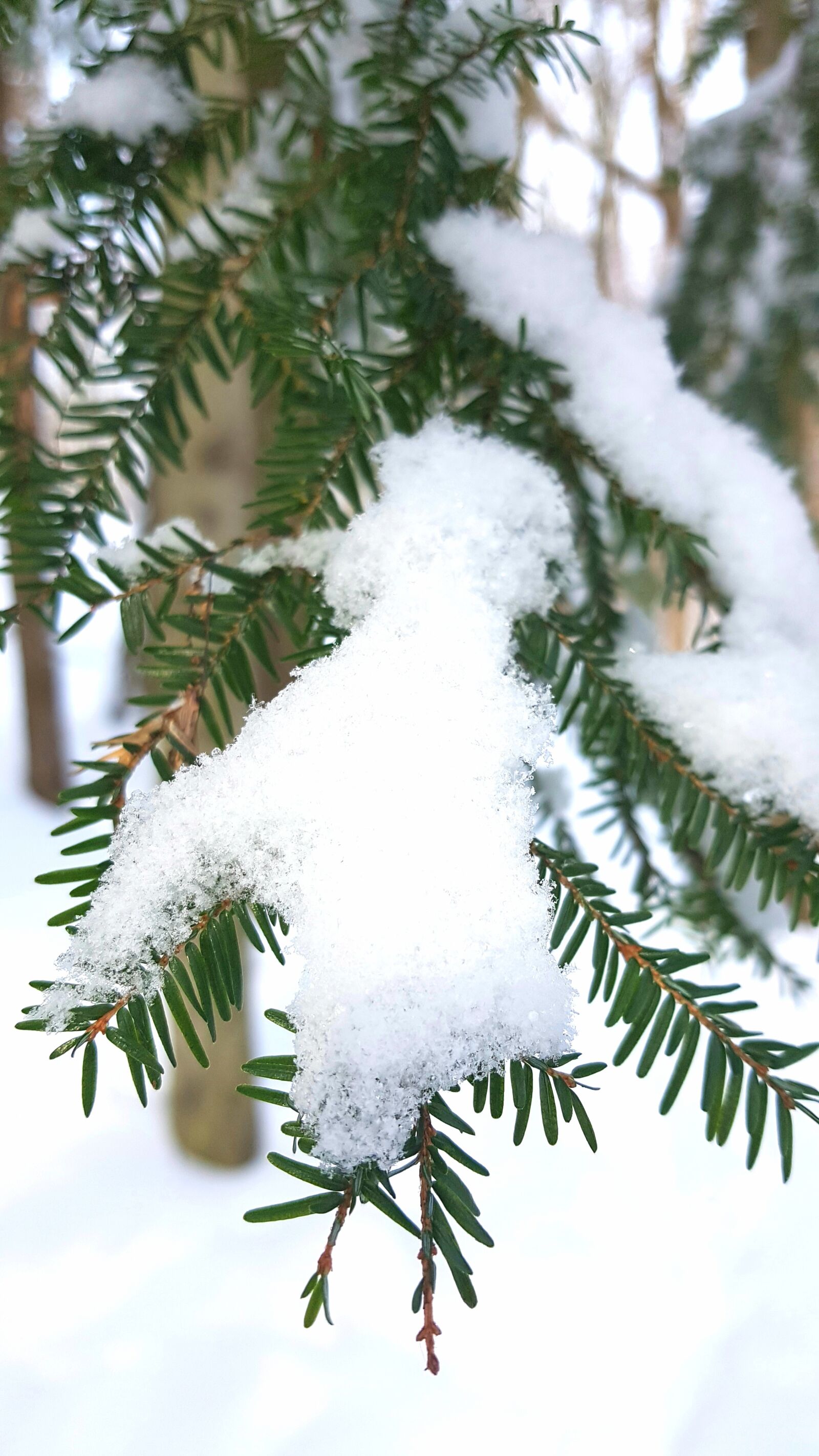 Samsung Galaxy S7 sample photo. Winter, tree, pine tree photography