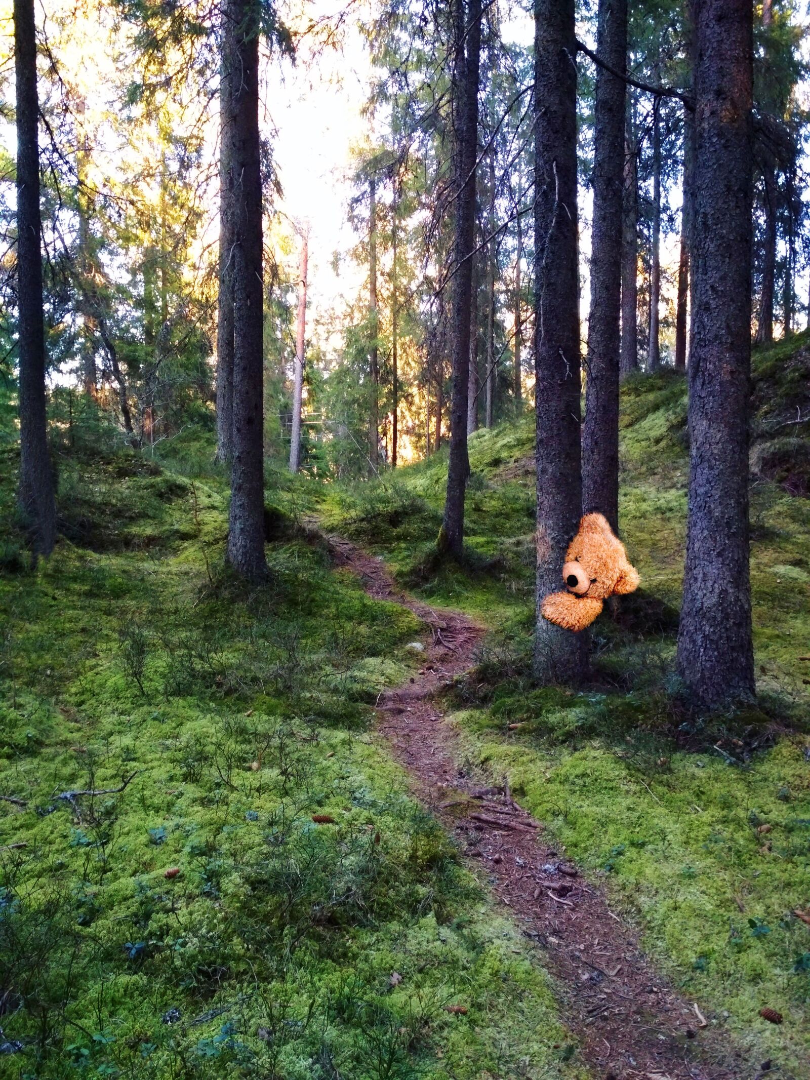 Xiaomi Redmi 4X sample photo. Forest, wood, teddybear photography