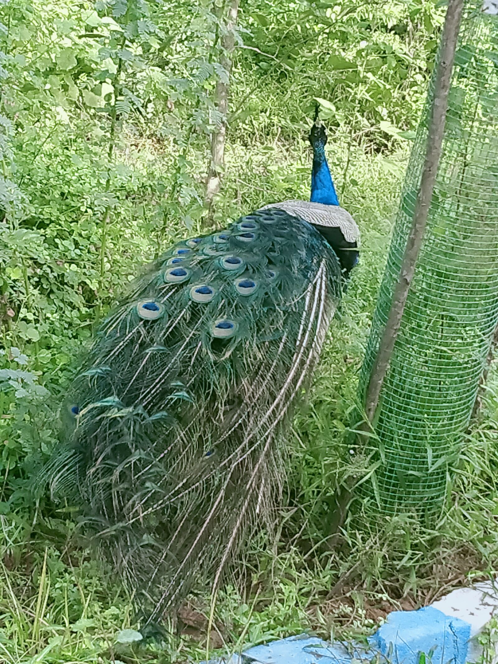 OPPO A5 2020 sample photo. Peacock, birds, park photography
