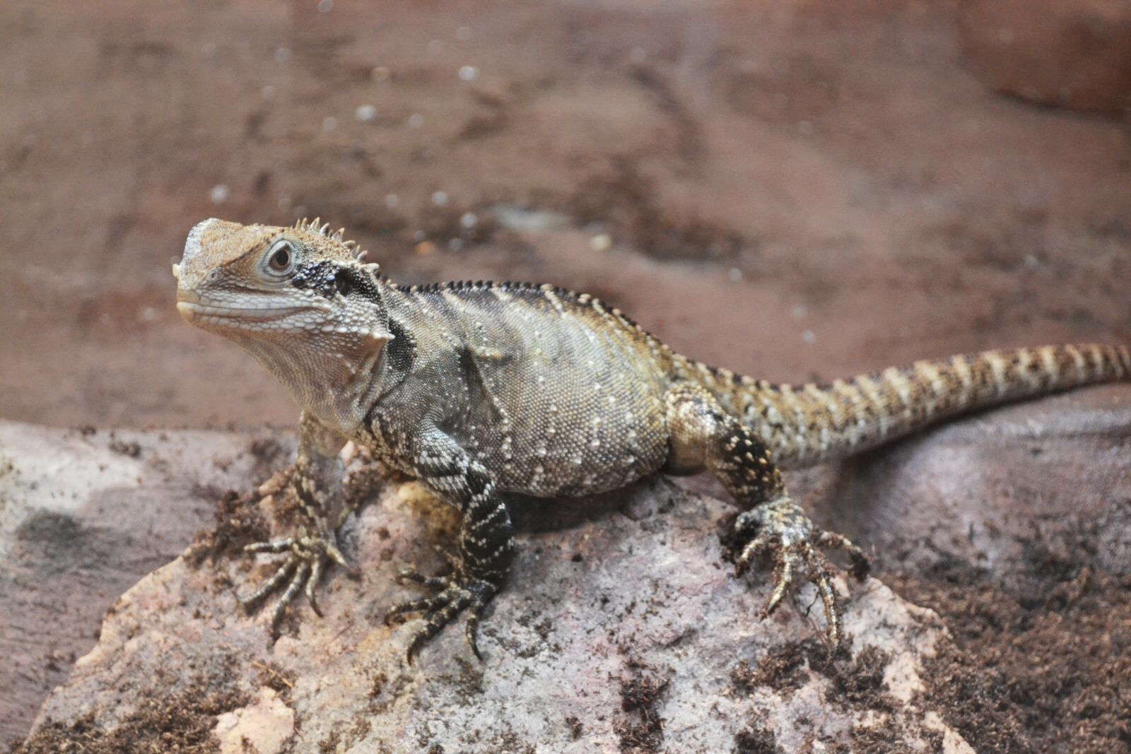 Nikon D3100 sample photo. Iguana, zoo, nature photography