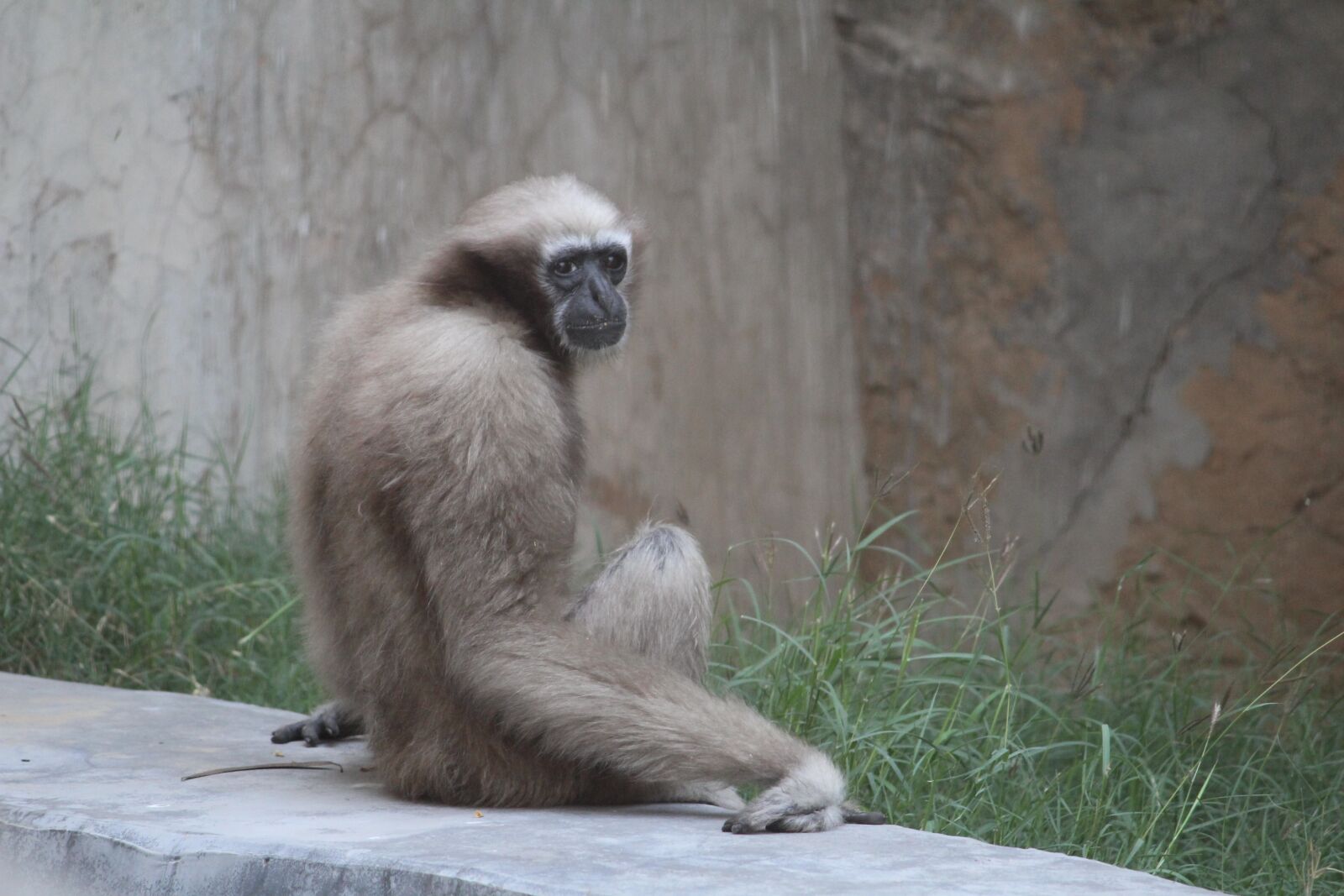 Canon EOS 1200D (EOS Rebel T5 / EOS Kiss X70 / EOS Hi) sample photo. Monkey, primates, wildlife photography