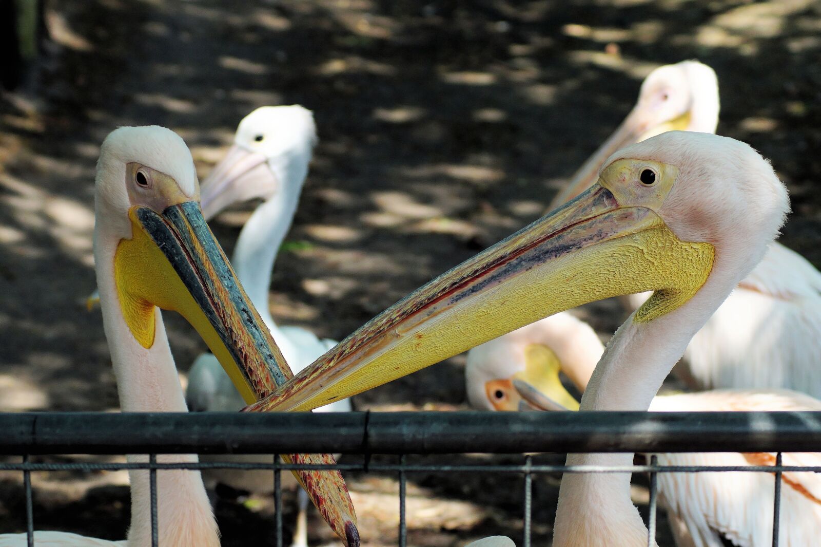 Sony SLT-A58 sample photo. Pelicans, pelecanus conspicillatus, pelican photography