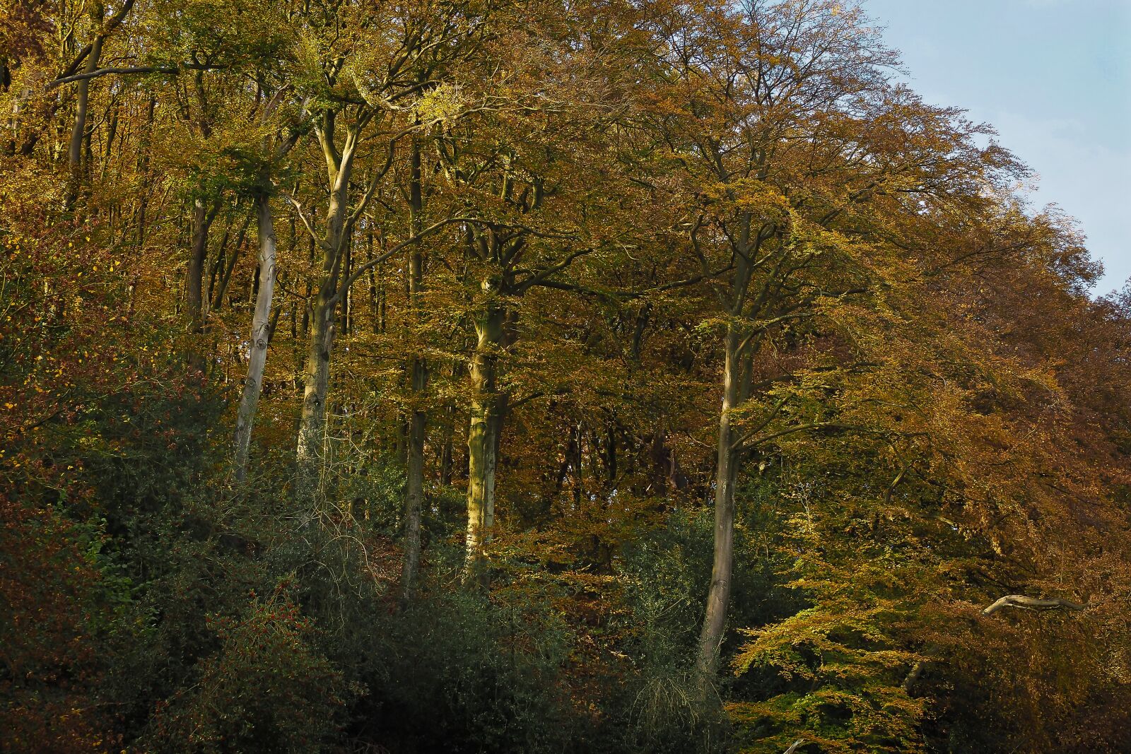Olympus OM-D E-M10 sample photo. Autumn, nature, trees photography