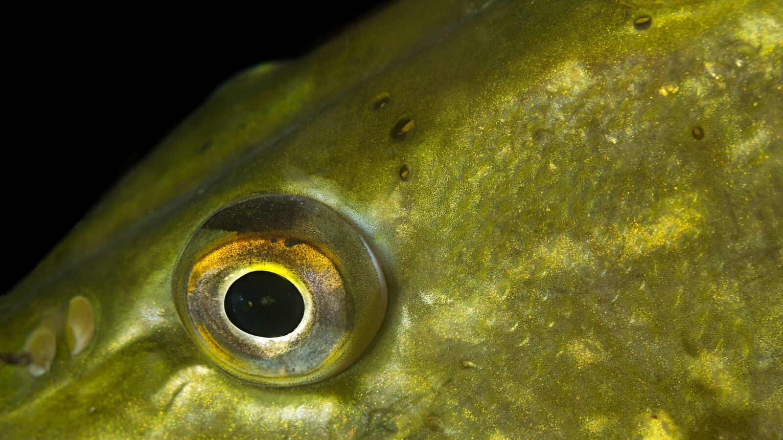 Canon EF 100mm F2.8L Macro IS USM sample photo. Pike, eye, pike eye photography