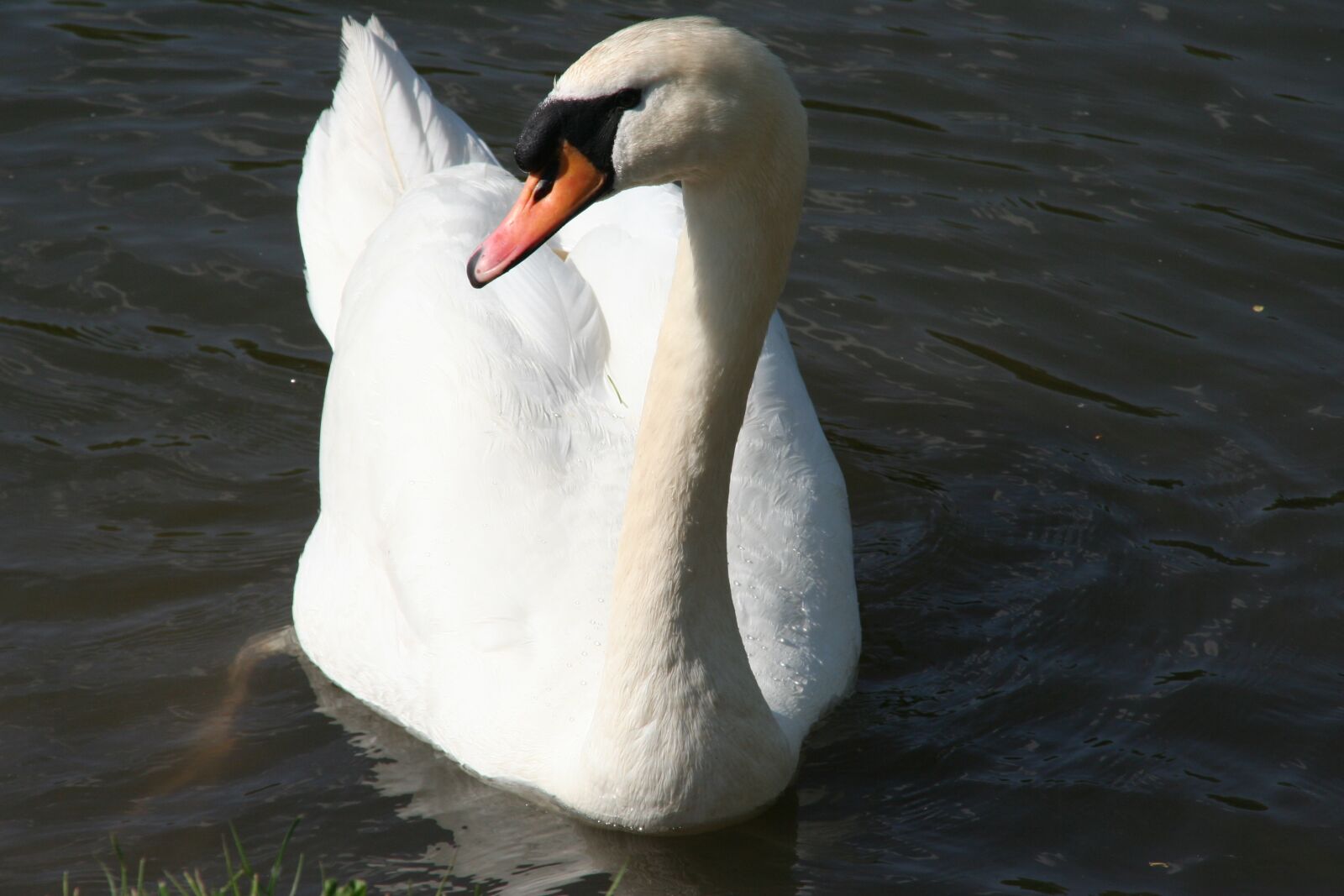 Canon EOS 350D (EOS Digital Rebel XT / EOS Kiss Digital N) sample photo. Body of water, bird photography