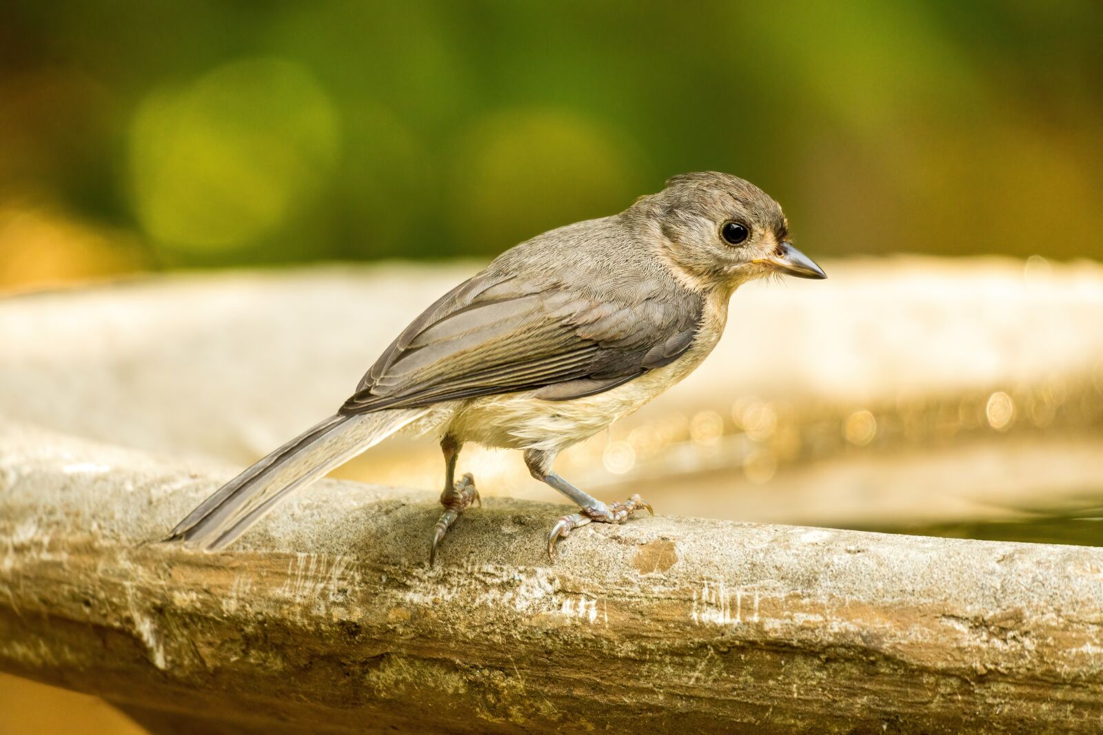 Sony E 70-350mm F4.5-6.3 G OSS sample photo. Eastern phoebe, phoebe perched photography