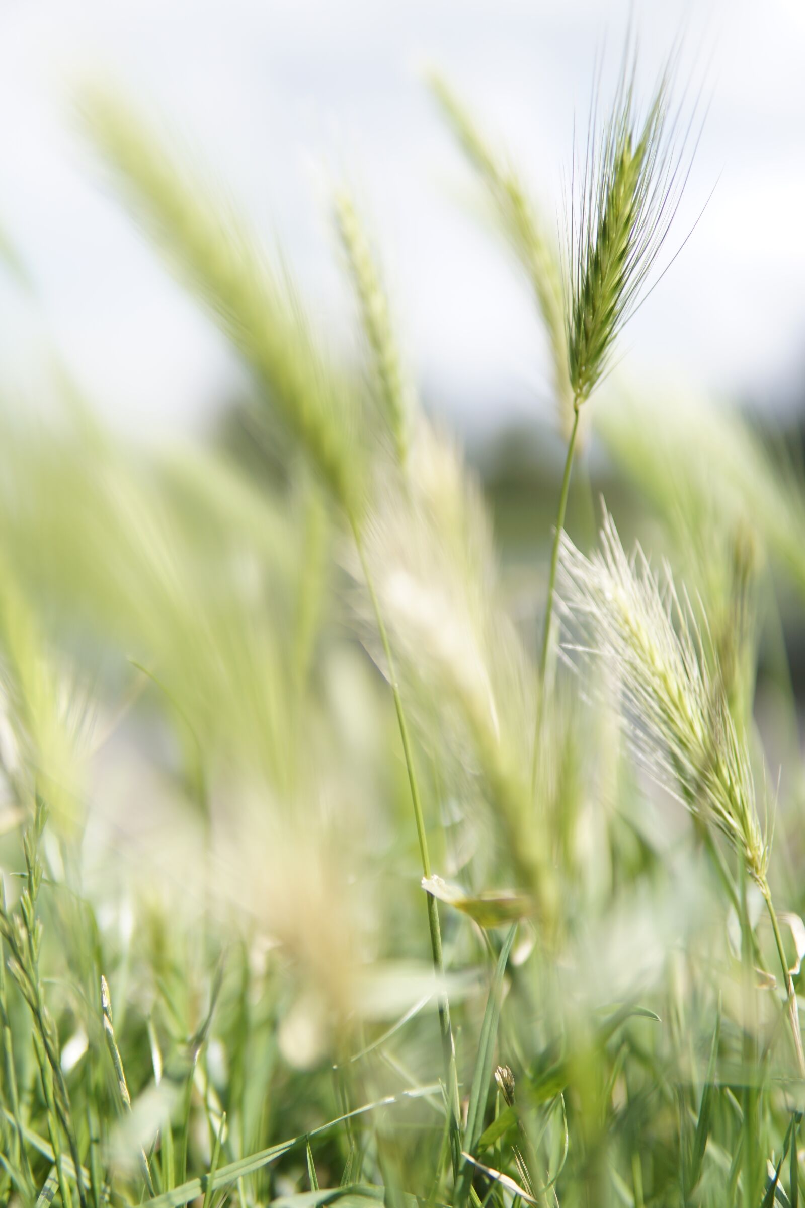 Sony a6000 + 30mm F1.4 DC DN | Contemporary 016 sample photo. Grasses, sunshine, cereals photography