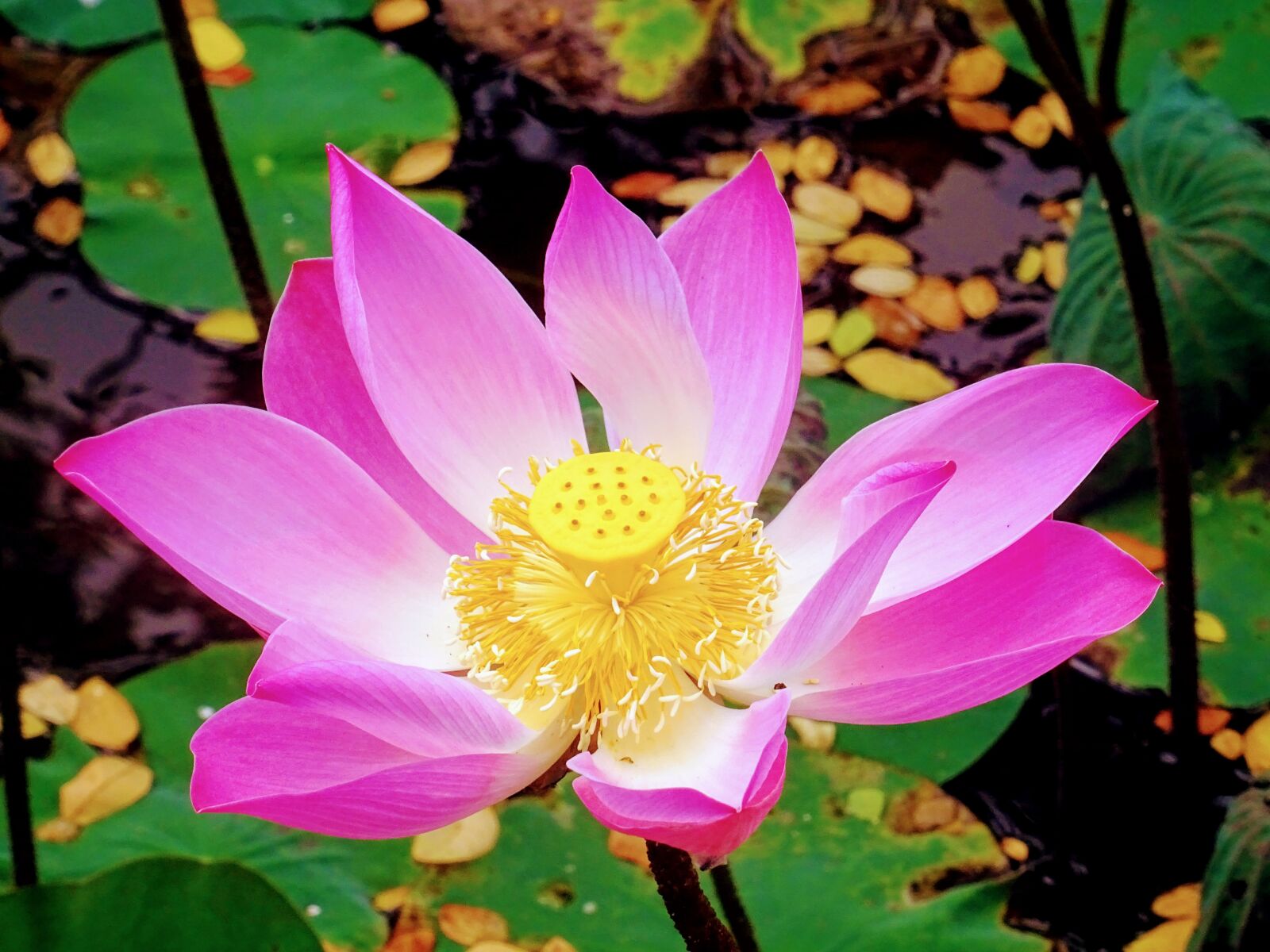 Sony DSC-HX60 sample photo. Lotus, flower, bali photography