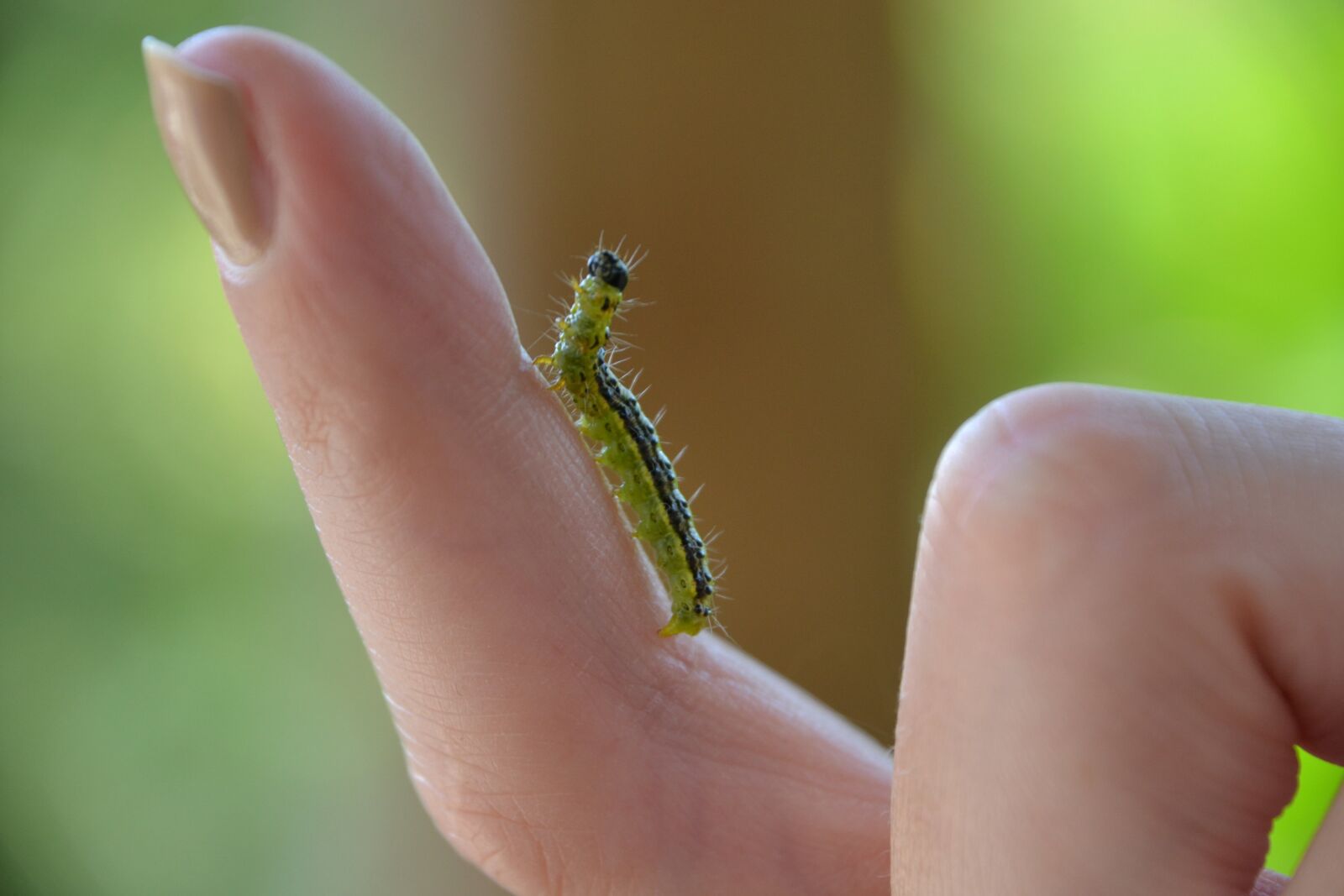 Nikon D3100 sample photo. Boxwood borer, caterpillar, finger photography
