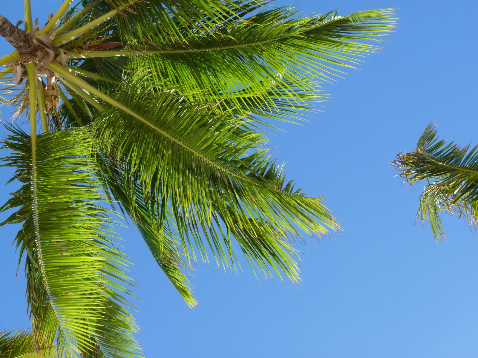 Panasonic Lumix DMC-FZ35 (Lumix DMC-FZ38) sample photo. Caribbean, coconut trees, palm photography