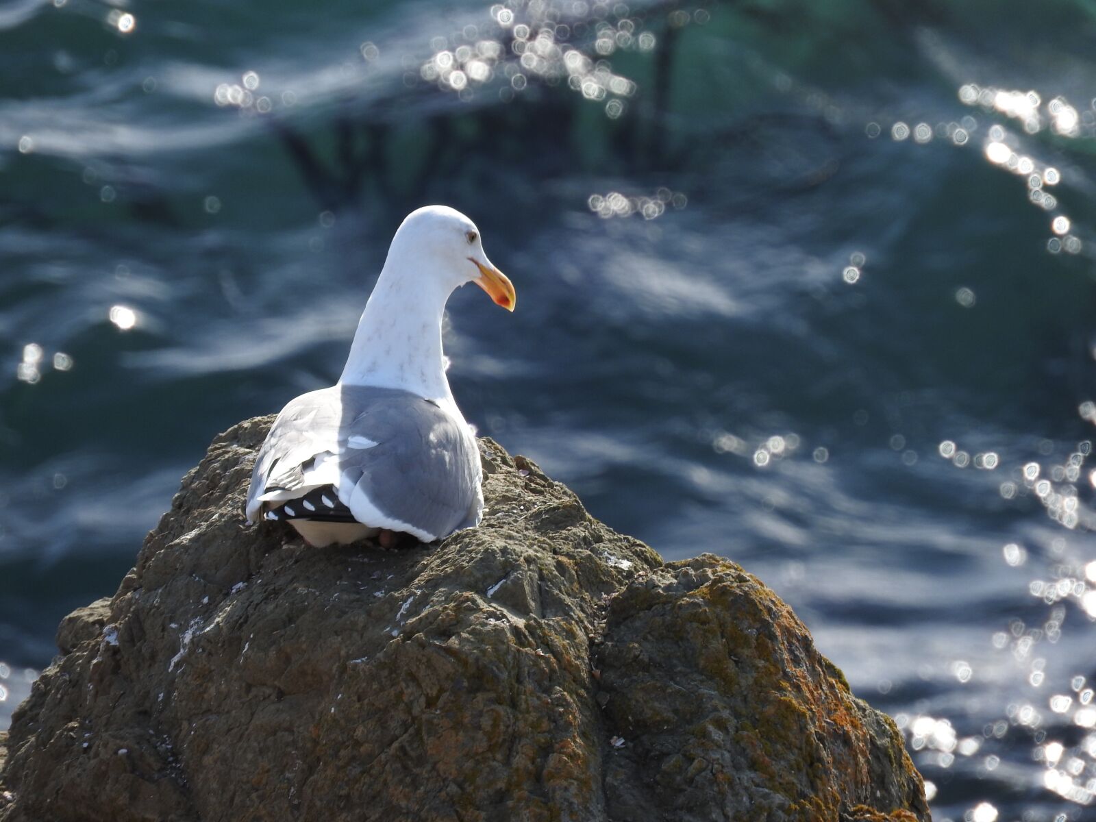 Nikon Coolpix P610 sample photo. Bird, water, seagull photography