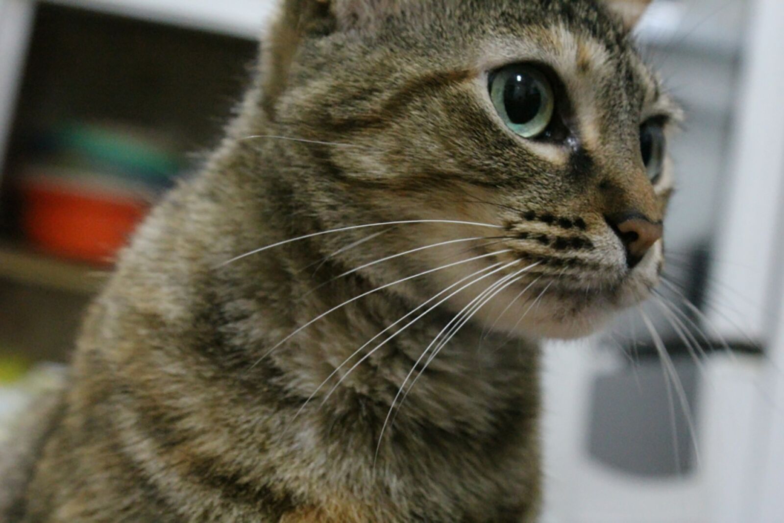 Canon EOS 600D (Rebel EOS T3i / EOS Kiss X5) sample photo. Cat, gata, kitten photography