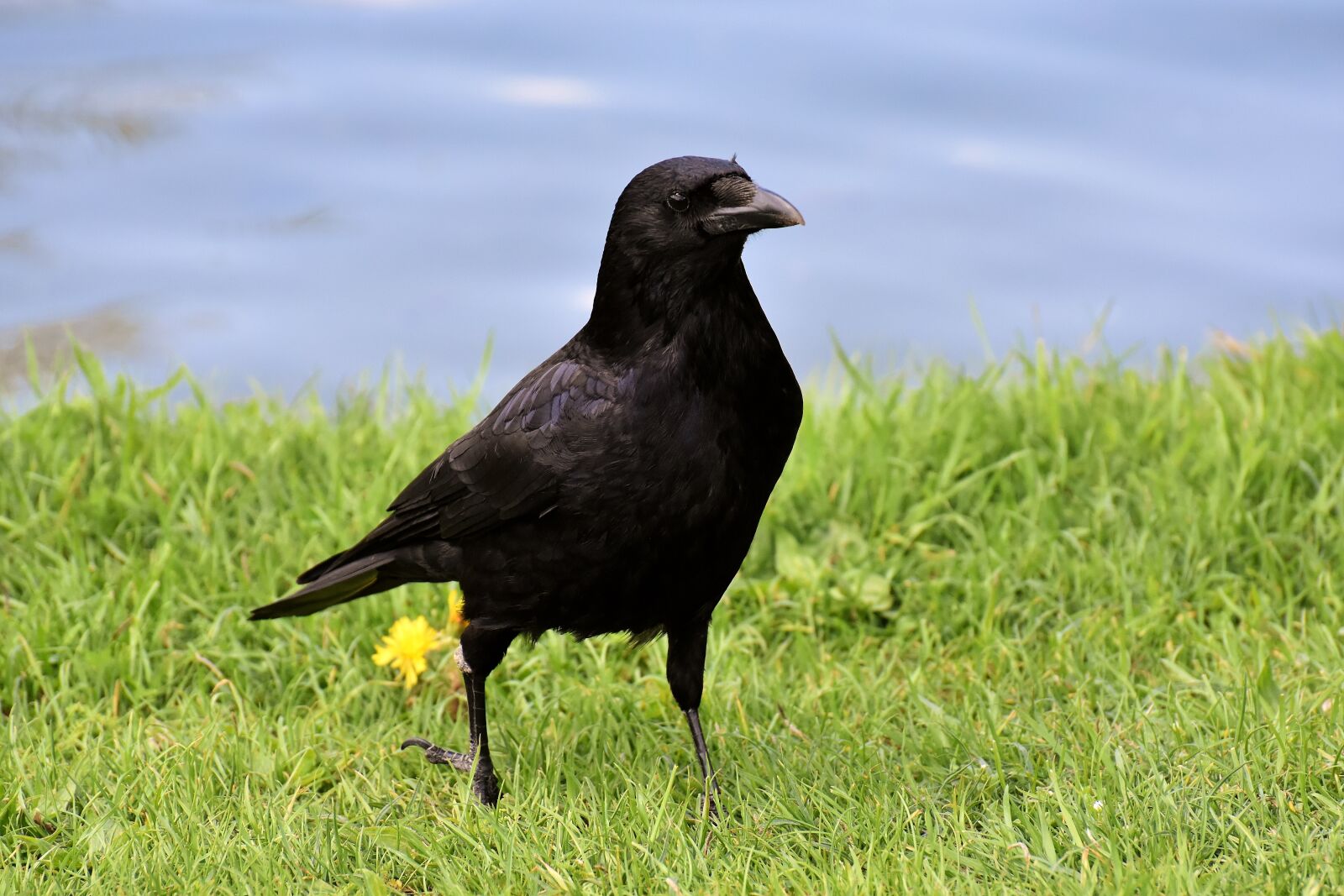 Nikon D7200 sample photo. Crow, raven bird, raven photography