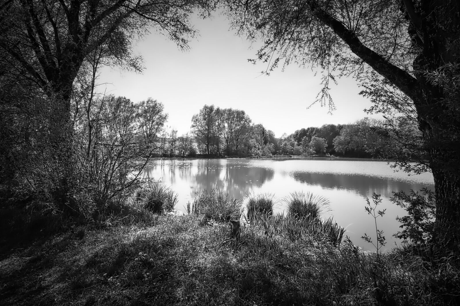 Panasonic Lumix DMC-GX8 sample photo. Tree, nature, waters photography