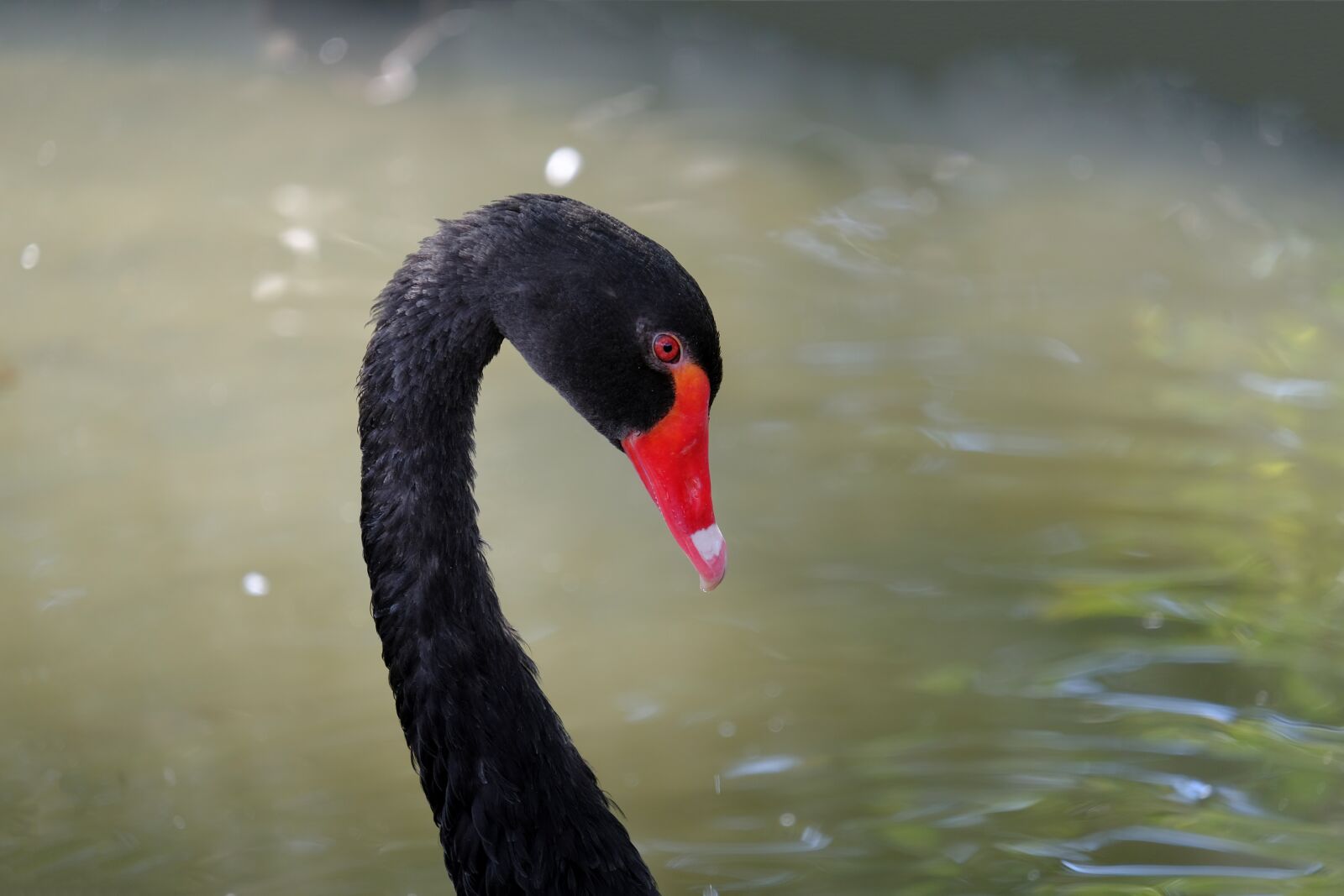 Fujifilm X-T2 sample photo. Swan, black, black swan photography