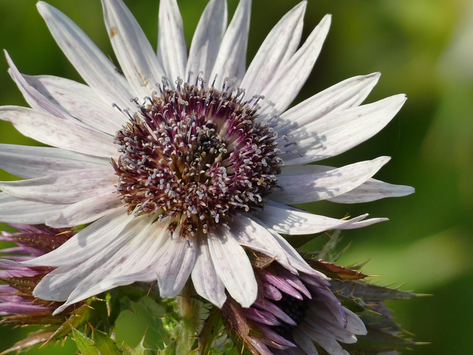 Panasonic Lumix DMC-FZ1000 sample photo. Summer, plant, thistle photography