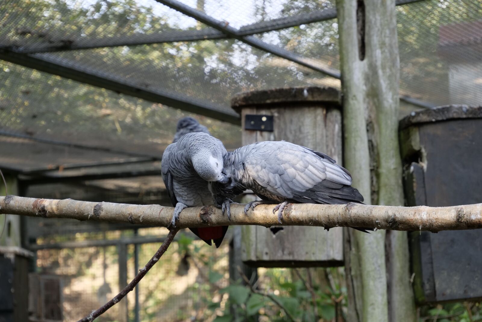 Panasonic Lumix DC-G9 sample photo. Animals, birds, parrot photography
