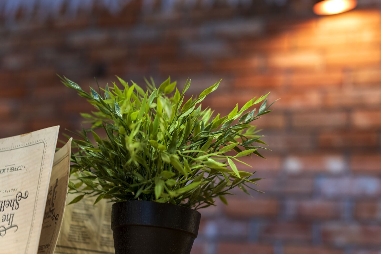 Nikon D750 sample photo. Flower pot, light, plant photography