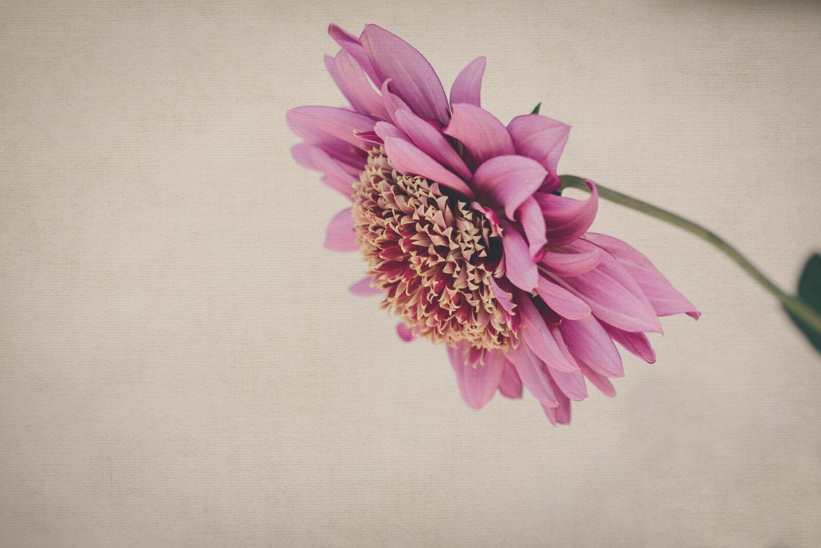 Nikon D750 sample photo. Flower, pink, pink flower photography