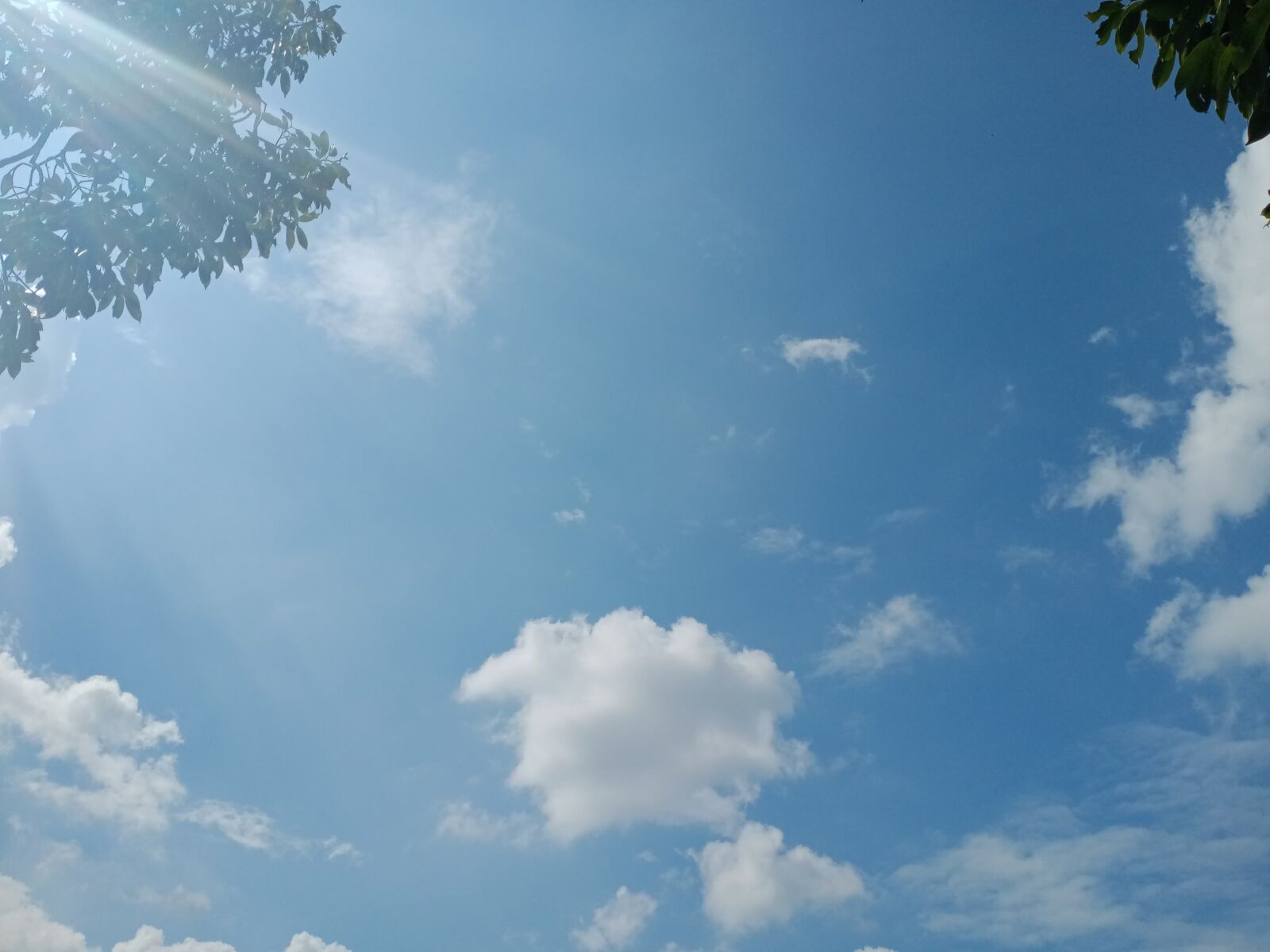 OPPO A31 sample photo. Sky, blue, tree photography