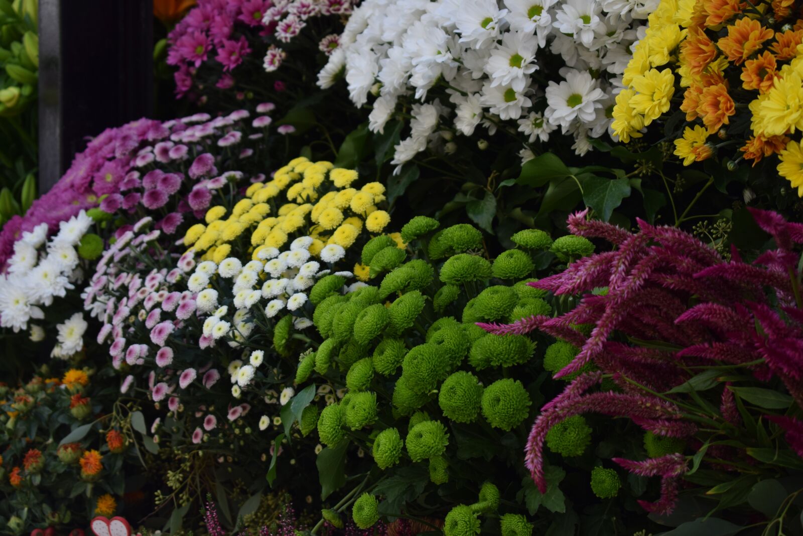 Nikon D3300 sample photo. Flowers, rose, the wild photography