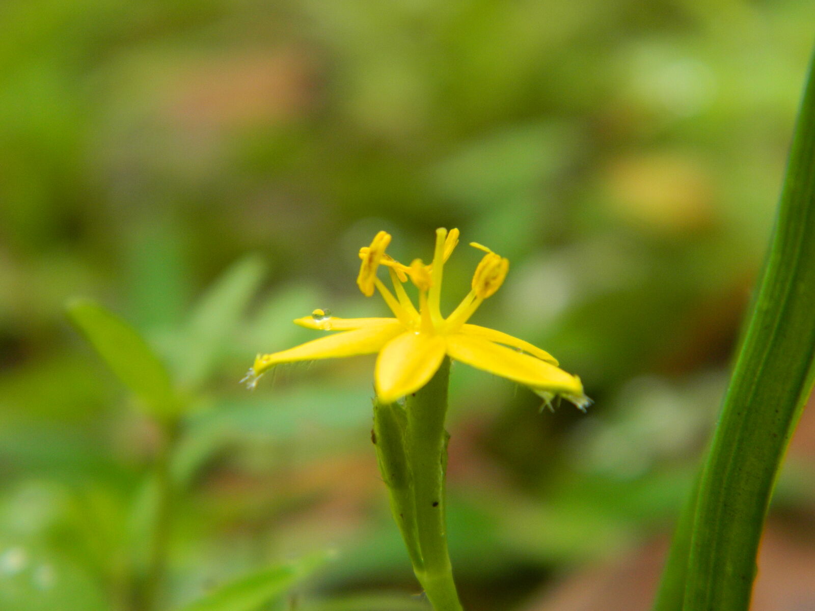 Nikon Coolpix L120 sample photo. Flower, flowers, yellow, yellow photography