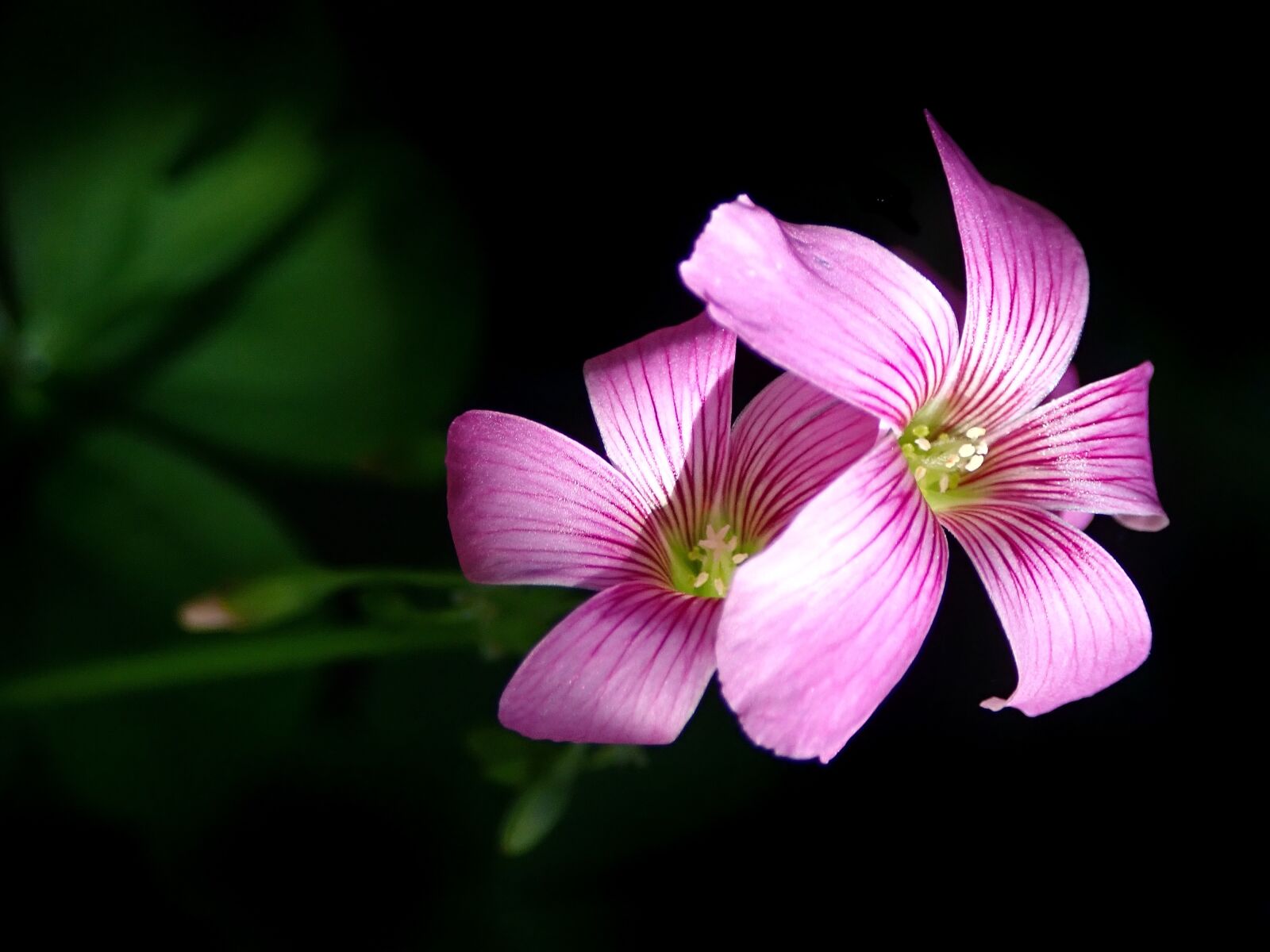 Olympus TG-5 sample photo. Flowers, pink, shamrock photography