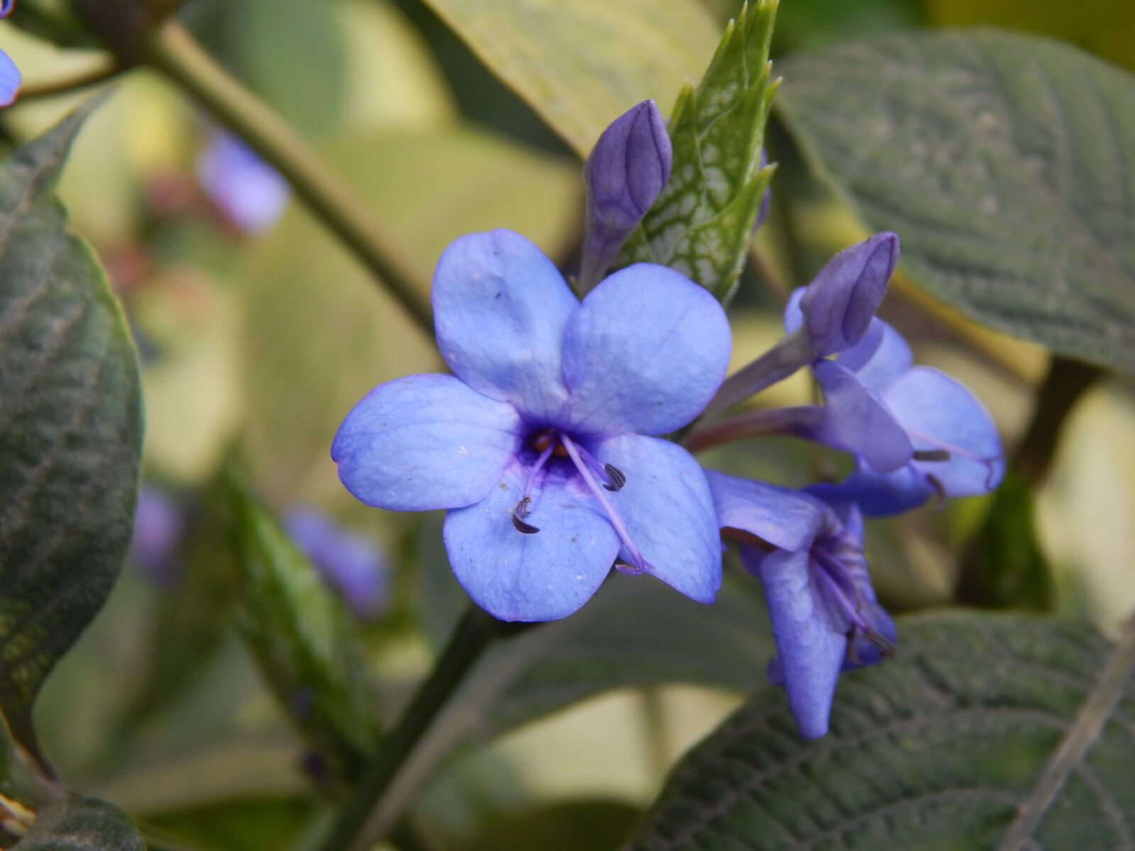 Nikon Coolpix L820 sample photo. Flower, blue, petals photography