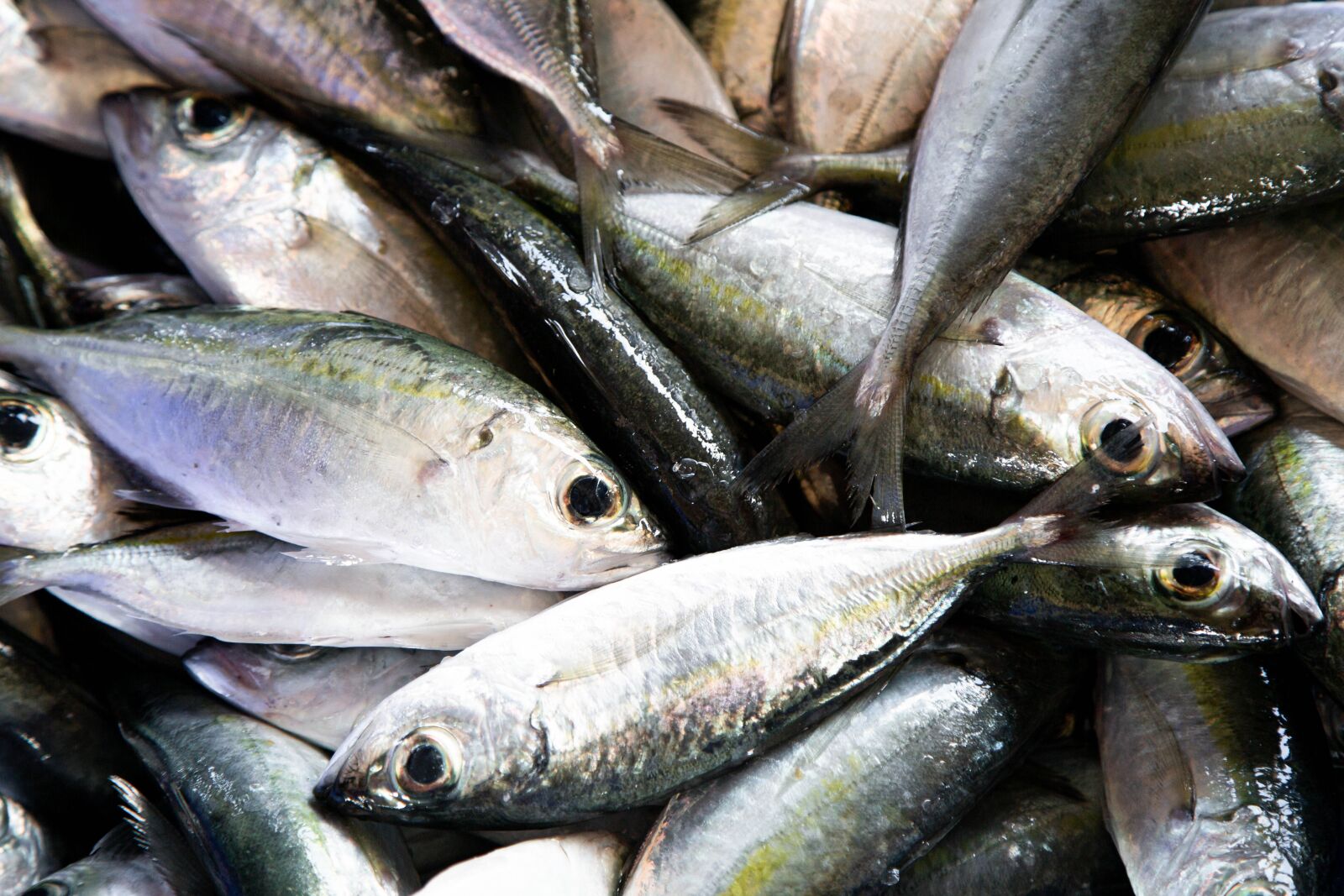 Canon EF 24-105mm F4L IS USM sample photo. Fish, seafood, tuna fish photography