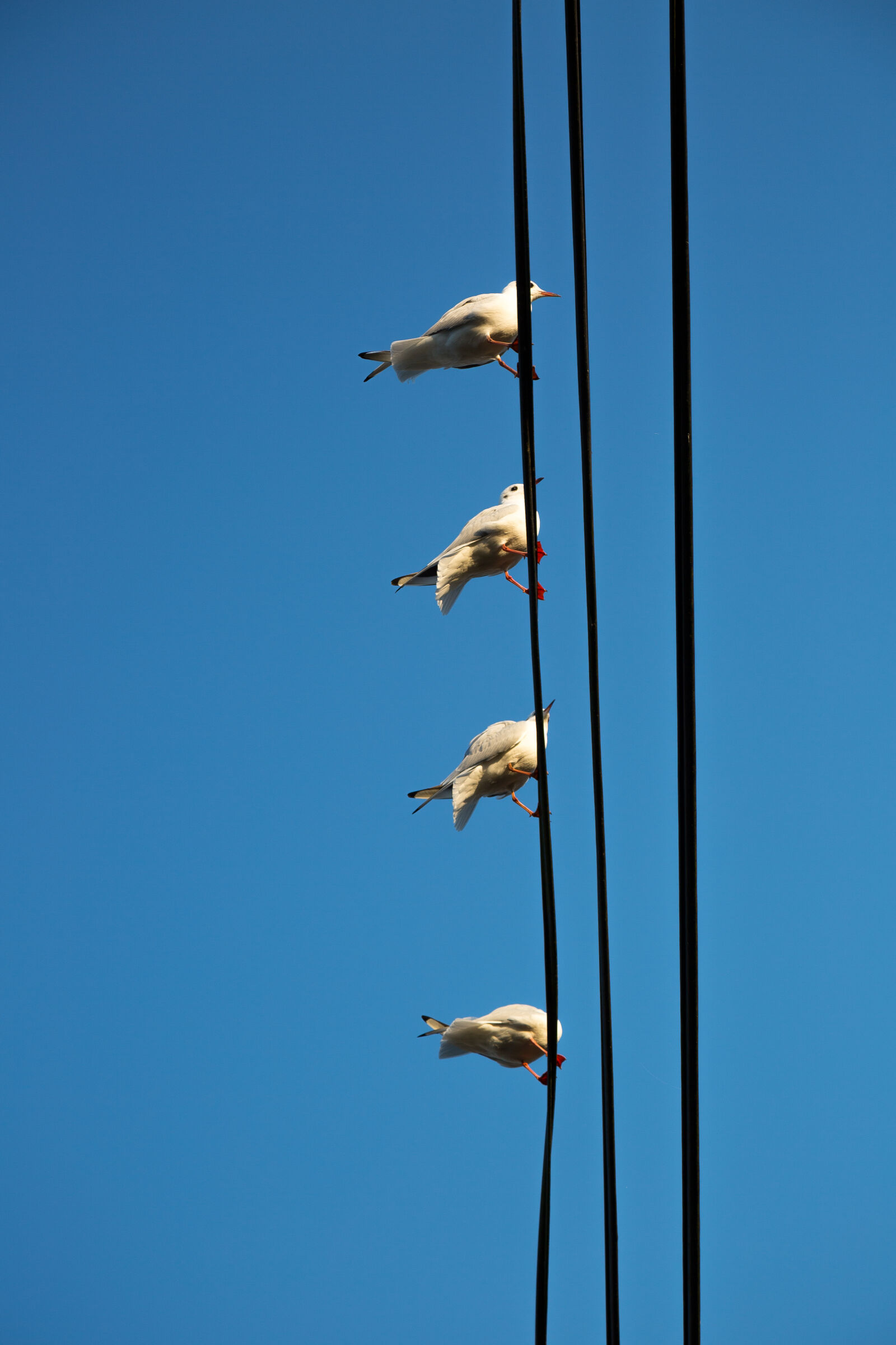 Canon EF 24-105mm F4L IS USM sample photo. Bird, on, a, wire photography