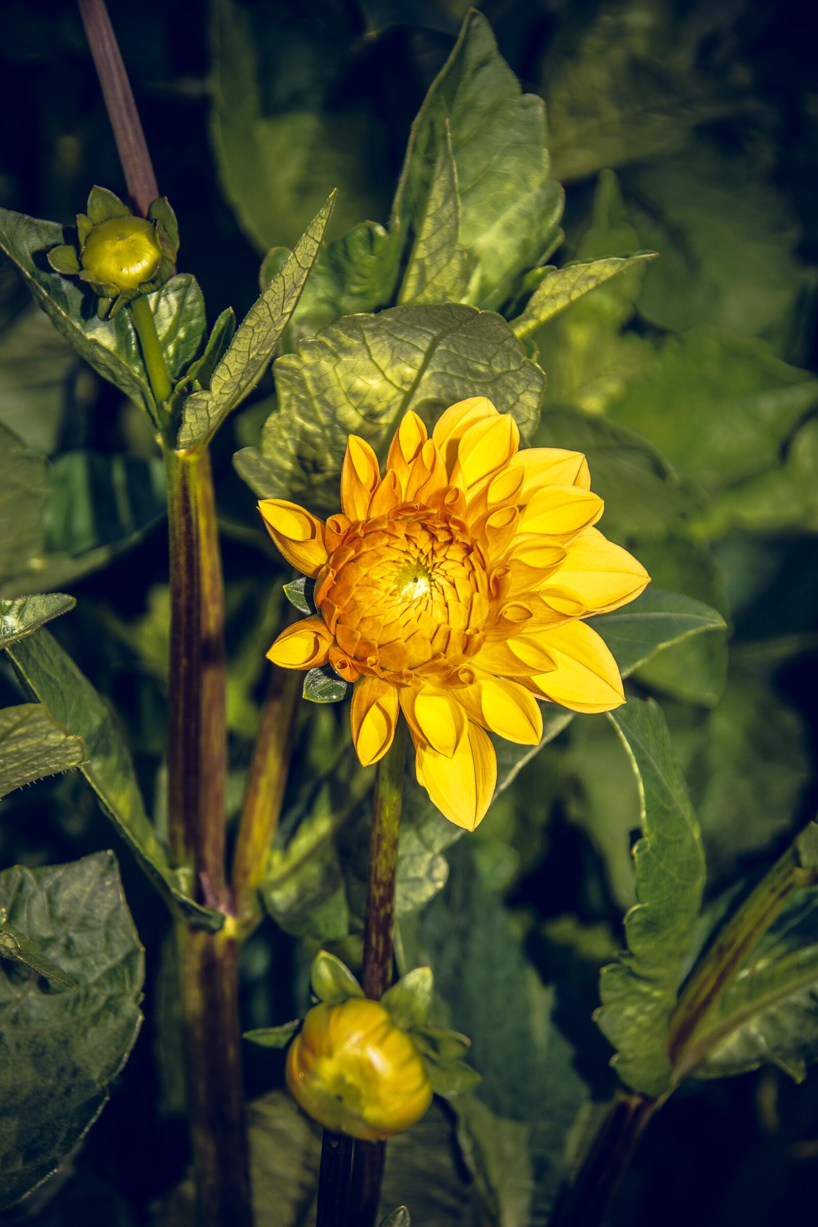 Sony ILCA-77M2 sample photo. Dahlia, blossom, bloom photography