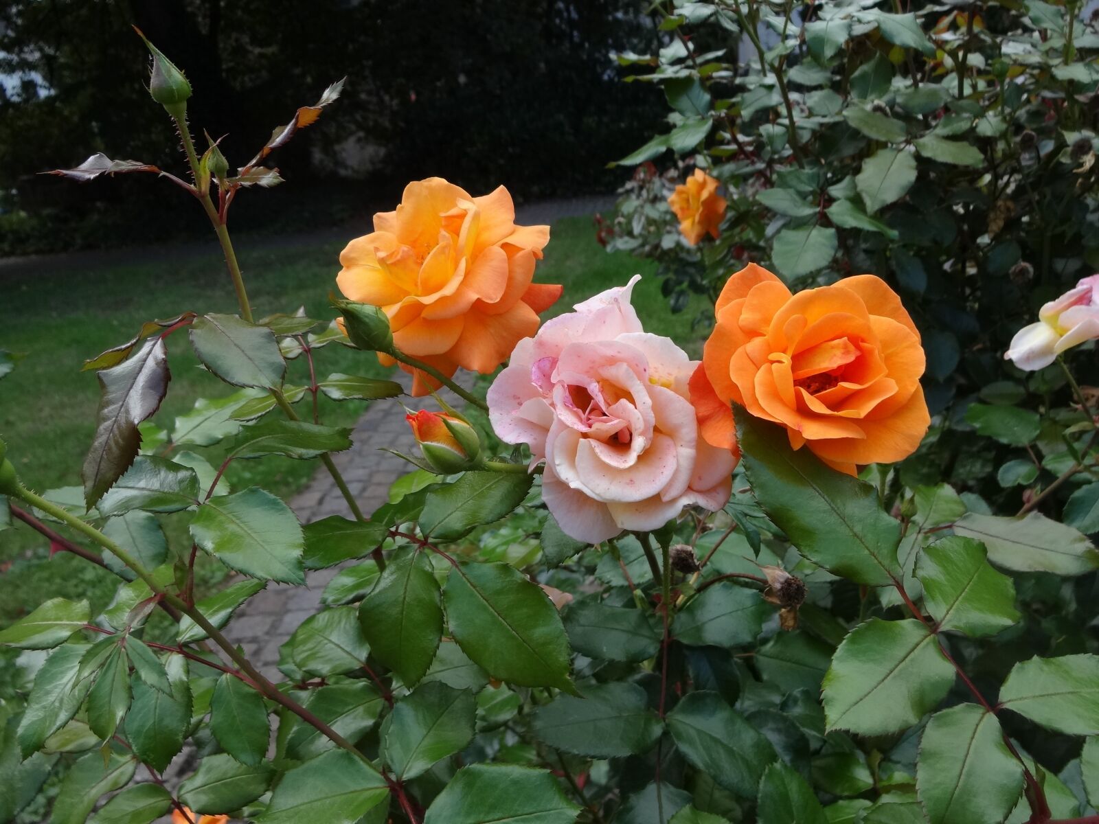 Sony DSC-WX100 sample photo. Rose, orange, later becoming photography