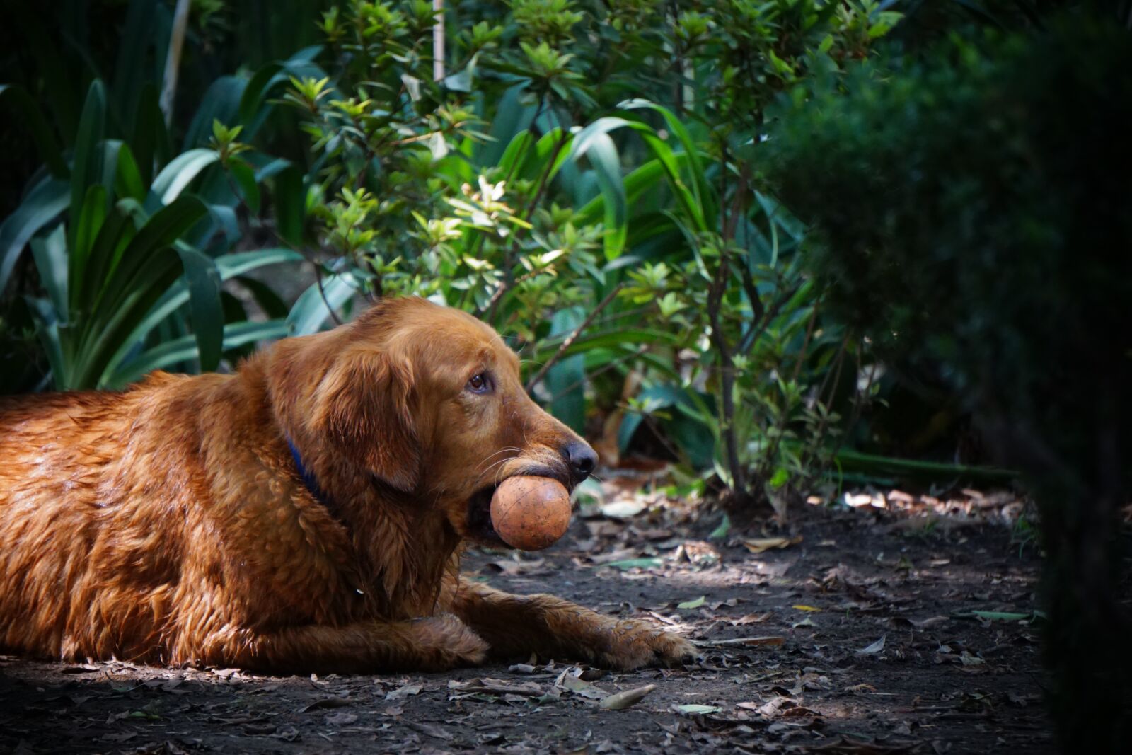 Sony E 55-210mm F4.5-6.3 OSS sample photo. Mammal, dog, animal photography