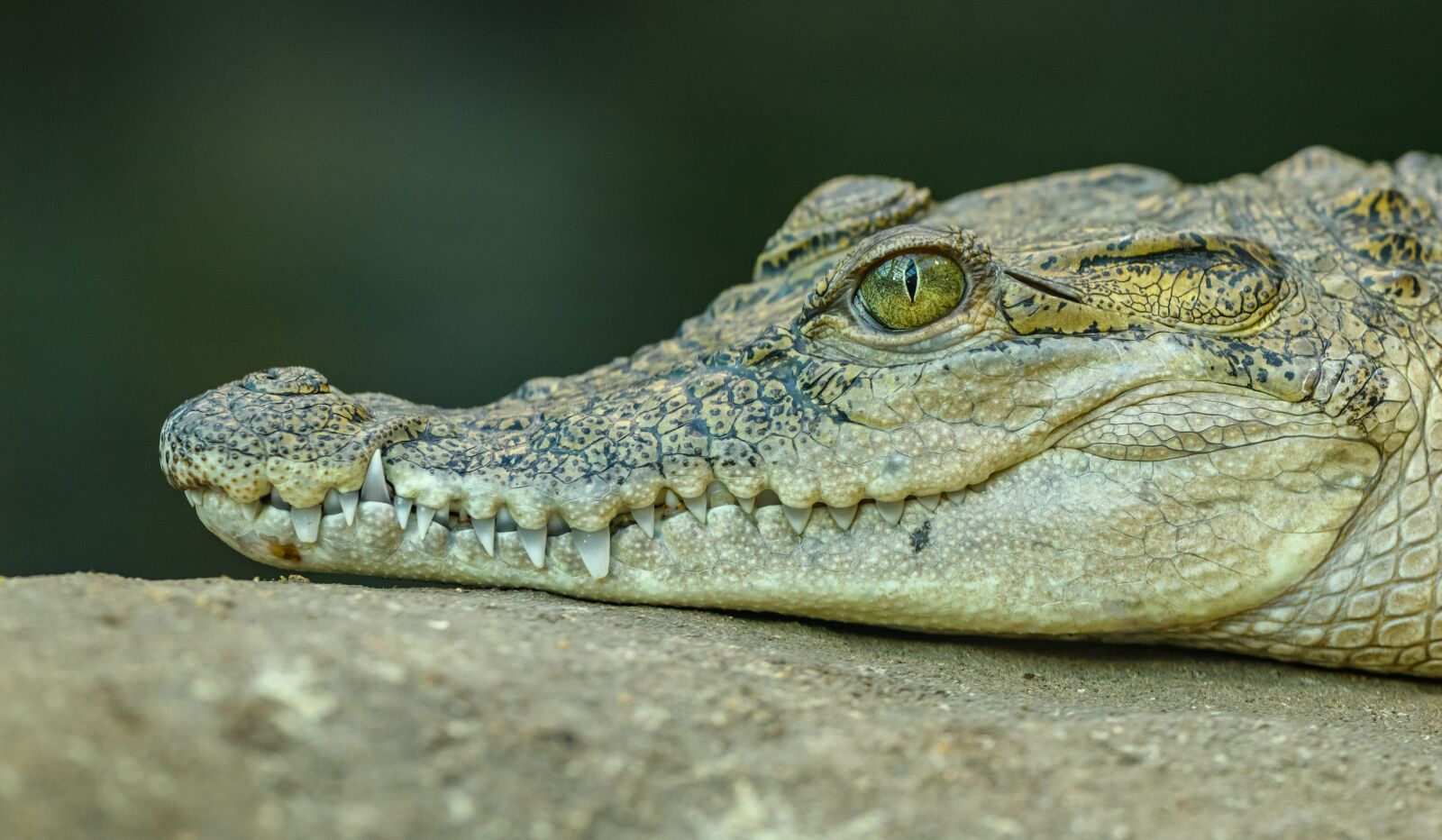 Nikon D850 sample photo. Crocodile, detail, portrait photography