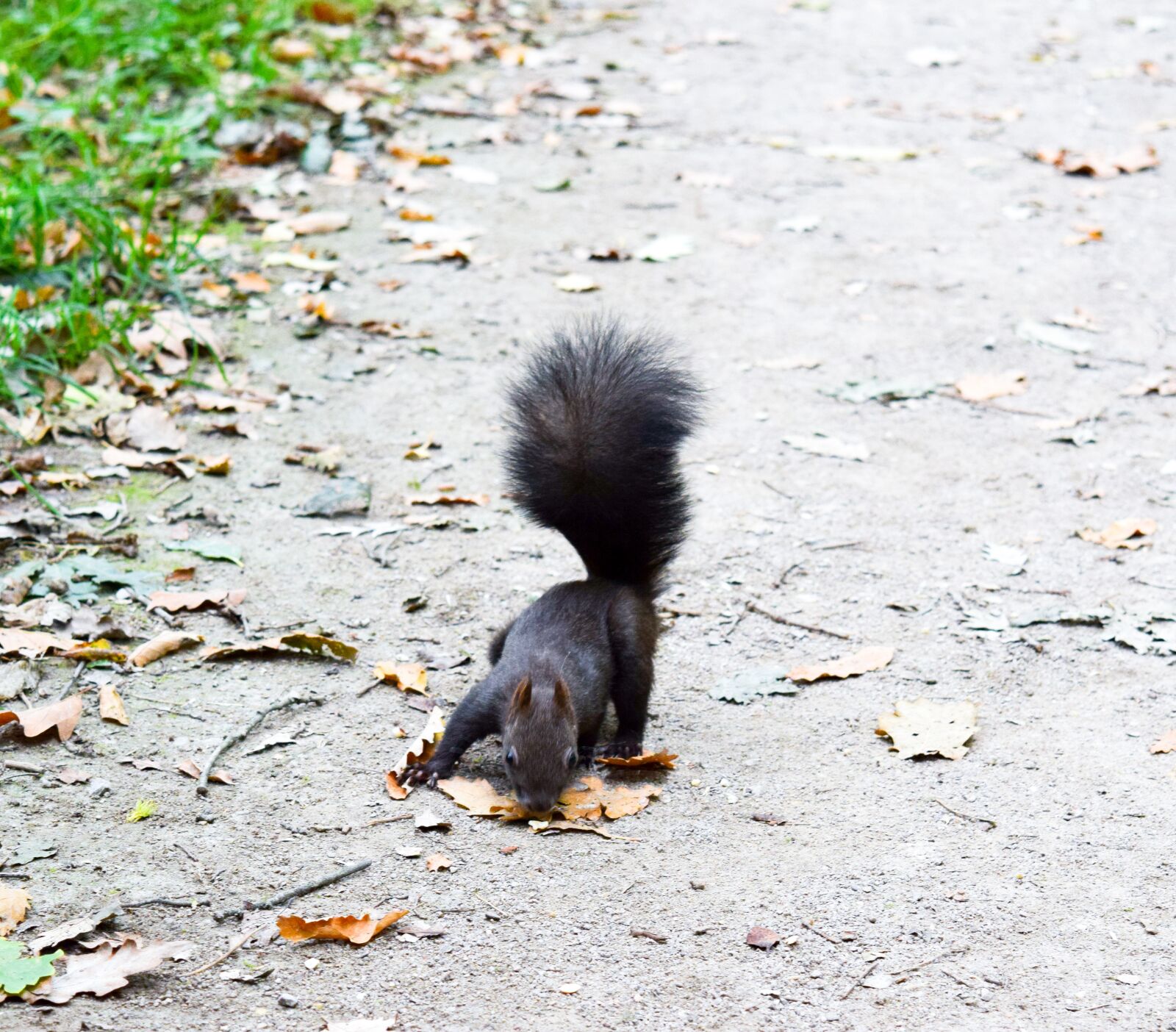 Nikon D5300 sample photo. Squirrel, forest, leaves photography