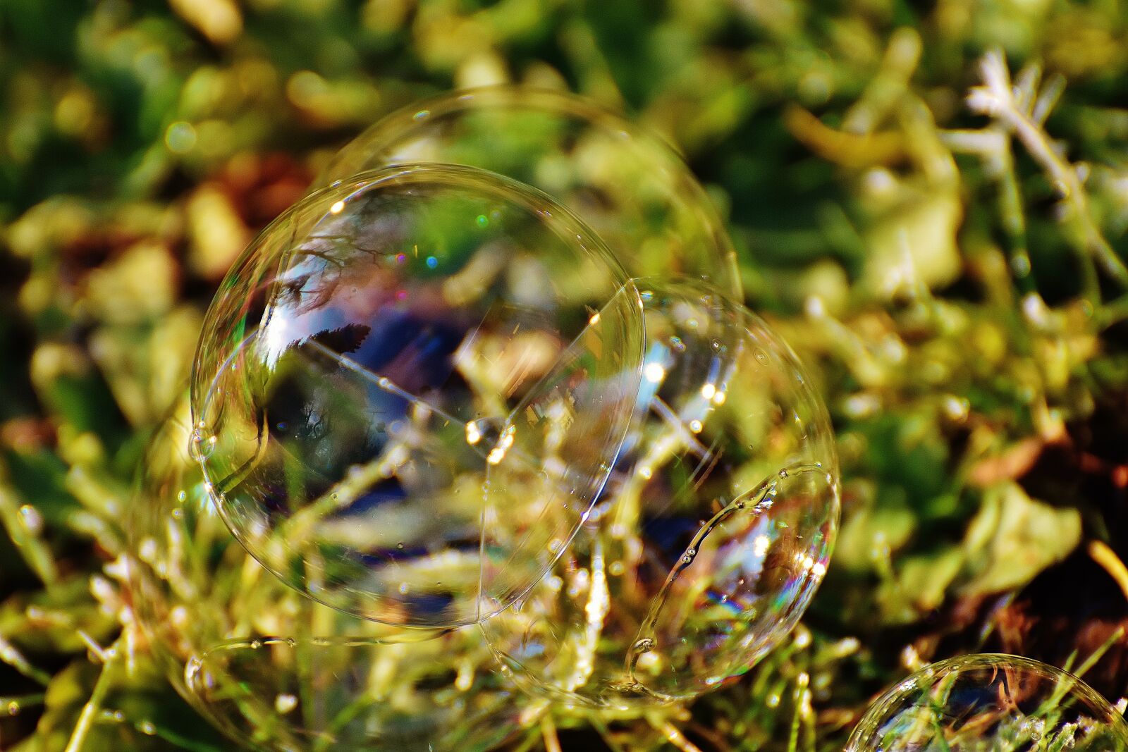 Nikon D7200 sample photo. Soap bubble, colorful, meadow photography