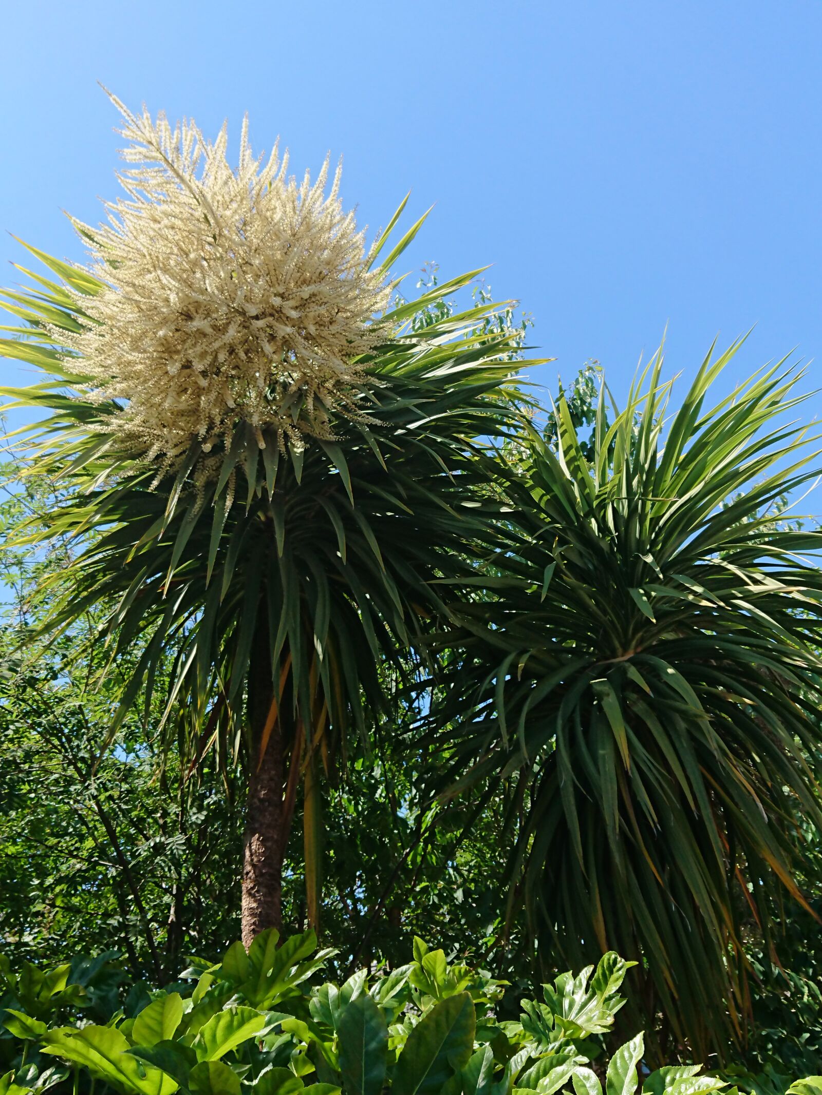 Sony Xperia XZ Premium sample photo. Cordyline, sky, garden photography